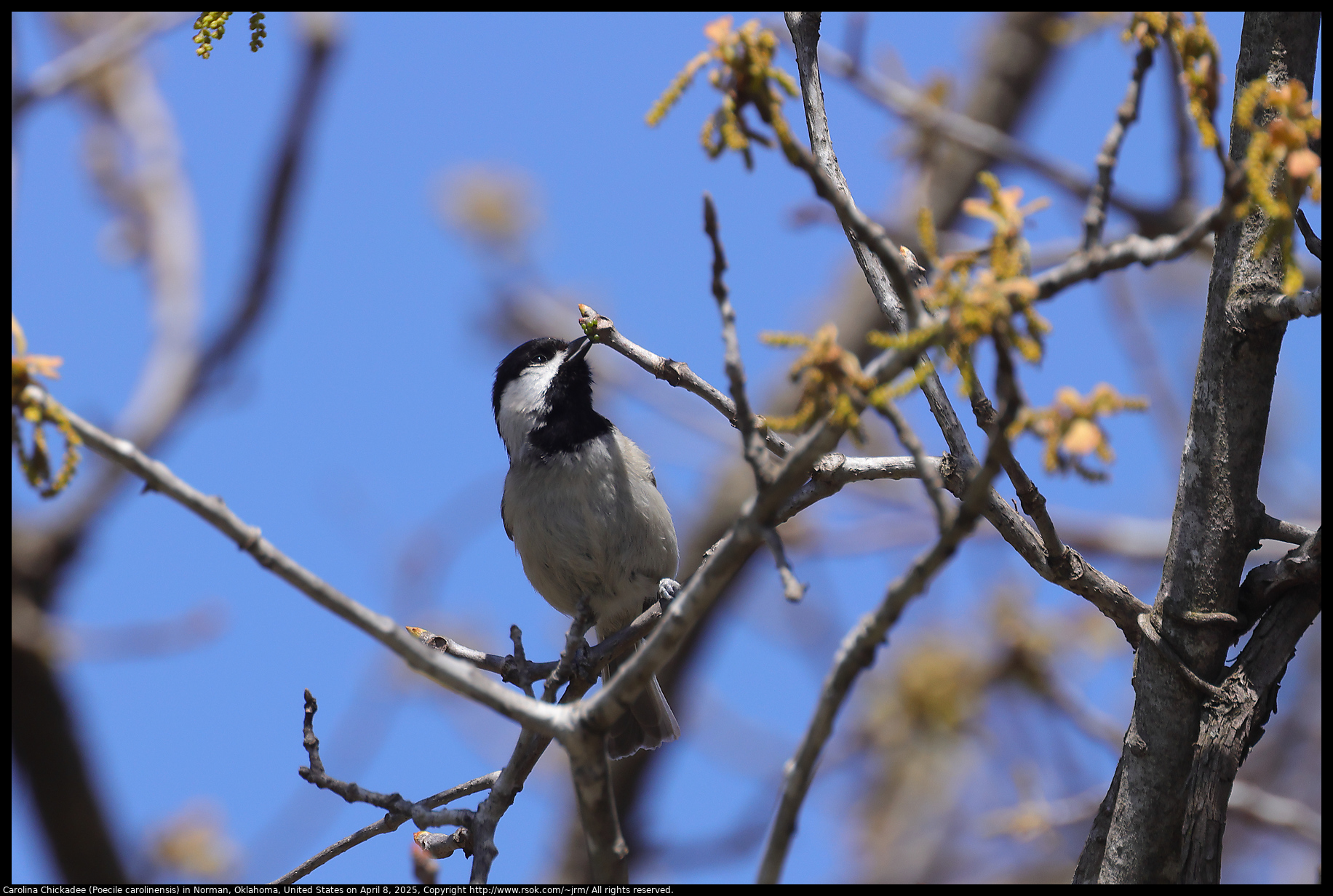 Carolina Chickadee (Poecile carolinensis) in Norman, Oklahoma, United States on April 8, 2025