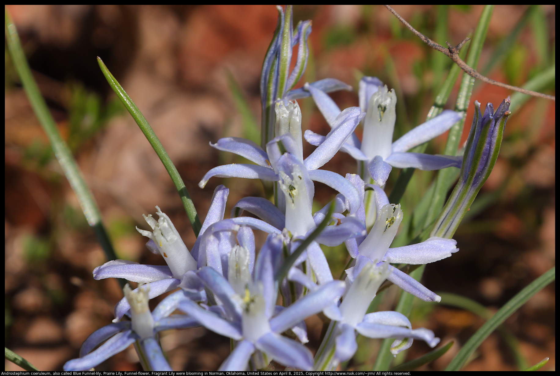 Androstephium coeruleum, also called Blue Funnel-lily, Prairie Lily, Funnel-flower, Fragrant Lily were blooming in Norman, Oklahoma, United States on April 8, 2025