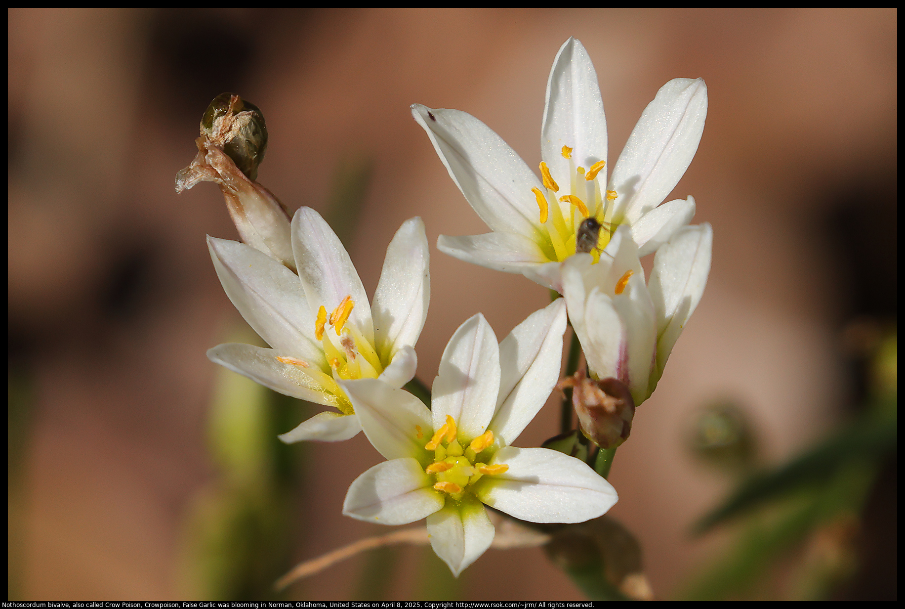 Nothoscordum bivalve, also called Crow Poison, Crowpoison, False Garlic was blooming in Norman, Oklahoma, United States on April 8, 2025