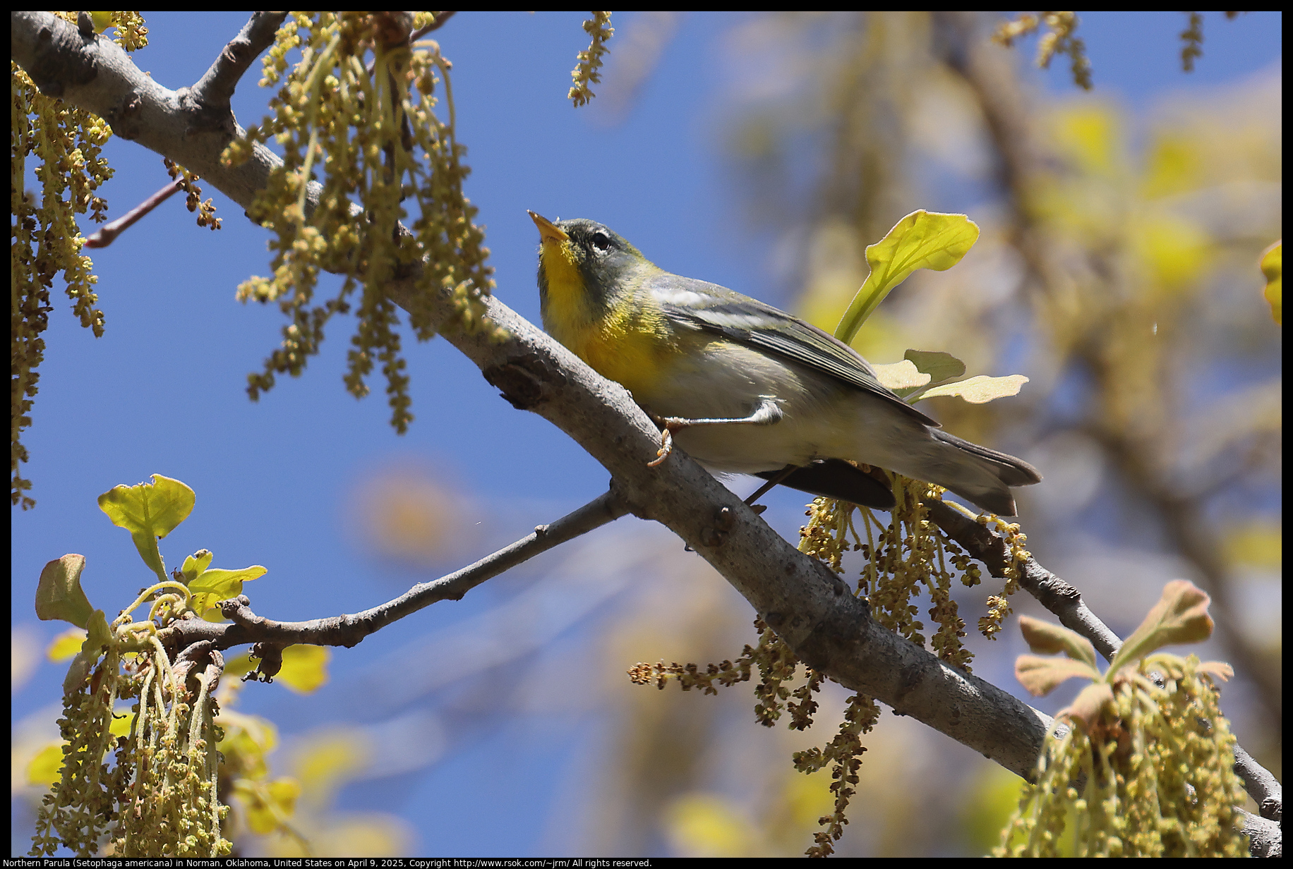Northern Parula (Setophaga americana) in Norman, Oklahoma, United States on April 9, 2025