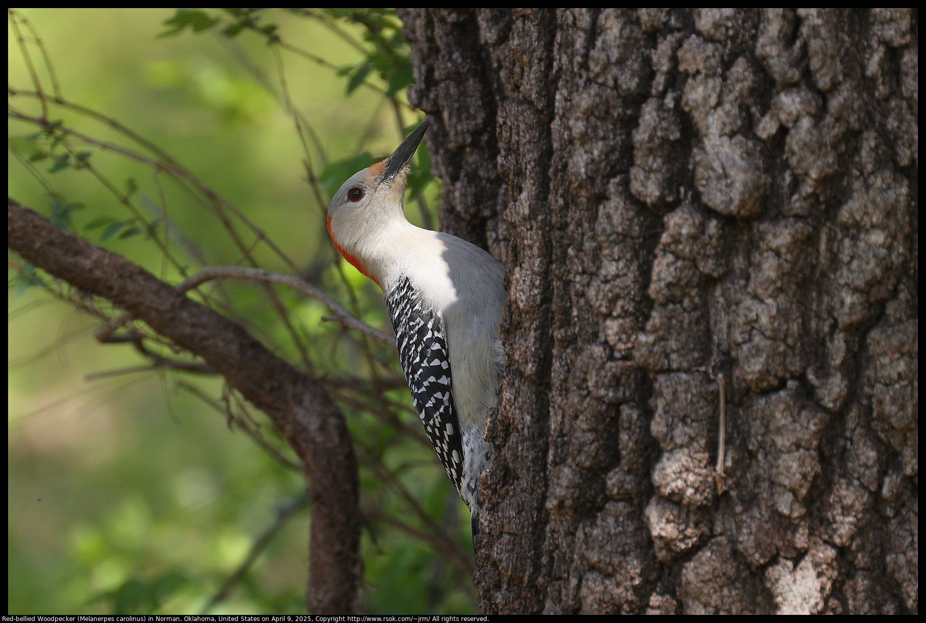 Red-bellied Woodpecker (Melanerpes carolinus) in Norman, Oklahoma, United States on April 9, 2025