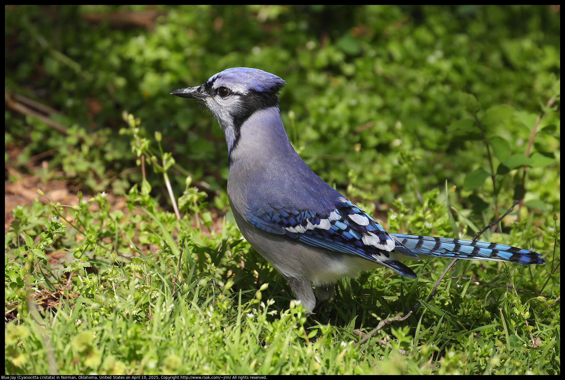 Blue Jay (Cyanocitta cristata) in Norman, Oklahoma, United States on April 10, 2025