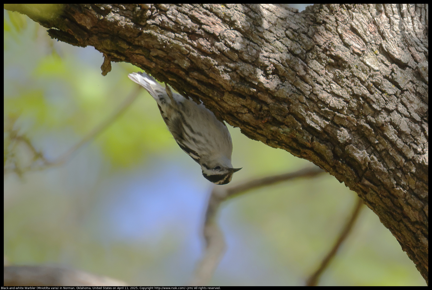 Black-and-white Warbler (Mniotilta varia) in Norman, Oklahoma, United States on April 11, 2025