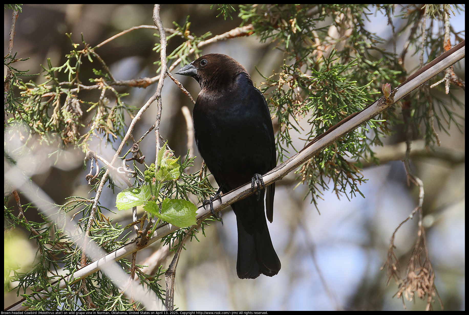 Brown-headed Cowbird (Molothrus ater) on wild grape vine in Norman, Oklahoma, United States on April 13, 2025