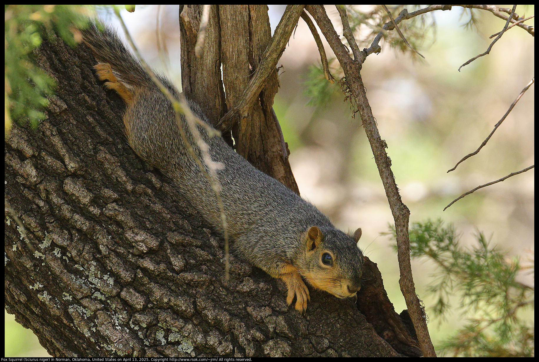 Fox Squirrel (Sciurus niger) in Norman, Oklahoma, United States on April 13, 2025