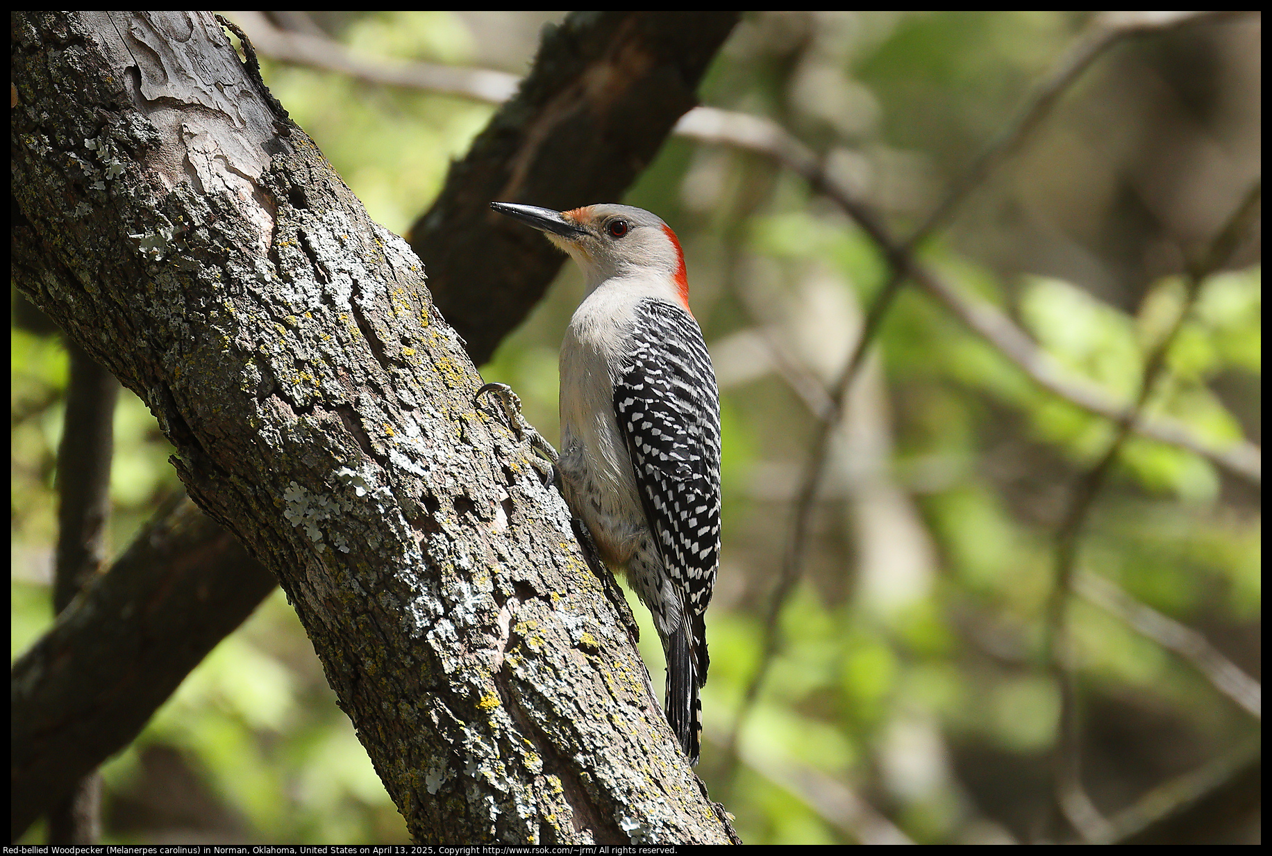 Red-bellied Woodpecker (Melanerpes carolinus) in Norman, Oklahoma, United States on April 13, 2025