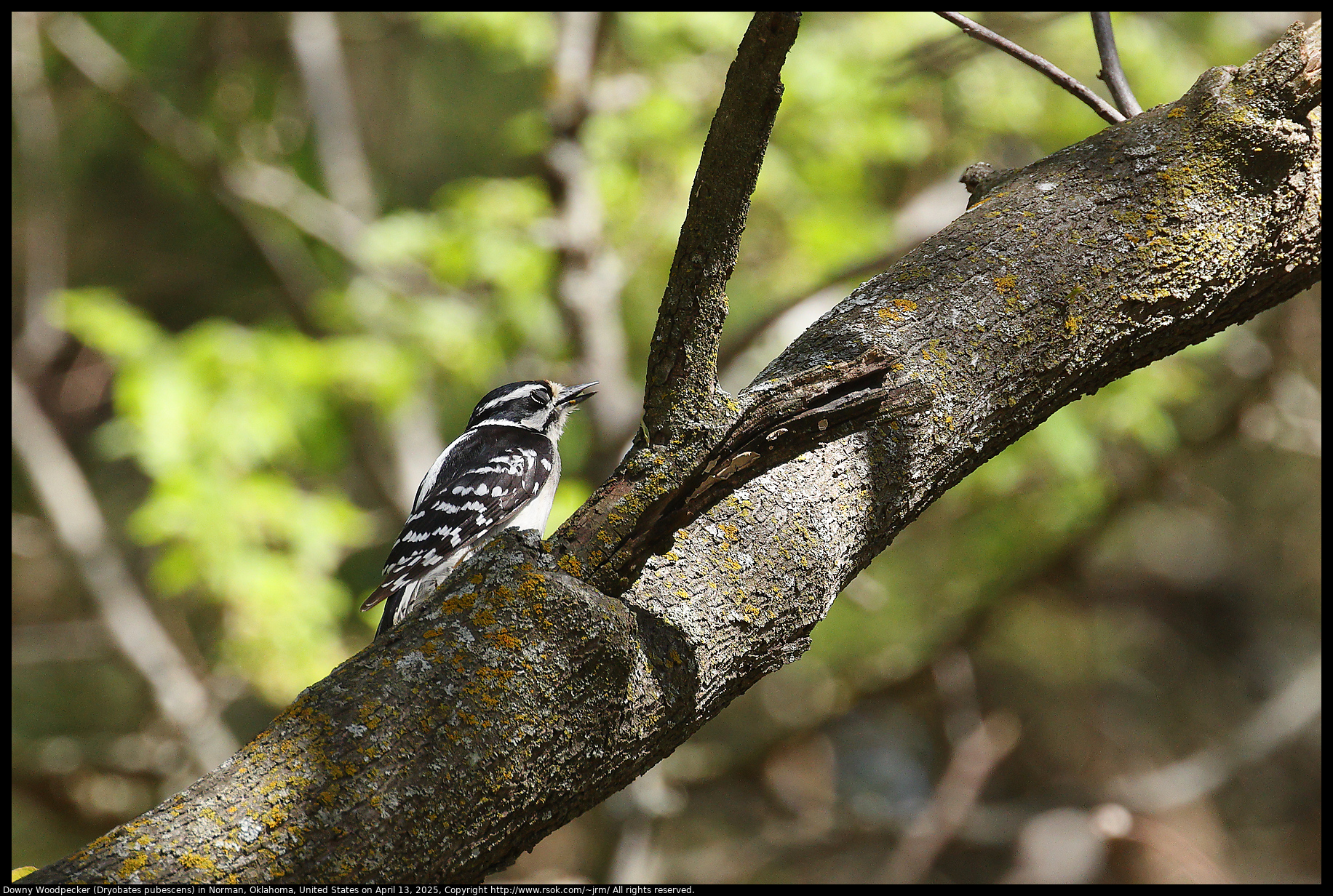 Downy Woodpecker (Dryobates pubescens) in Norman, Oklahoma, United States on April 13, 2025