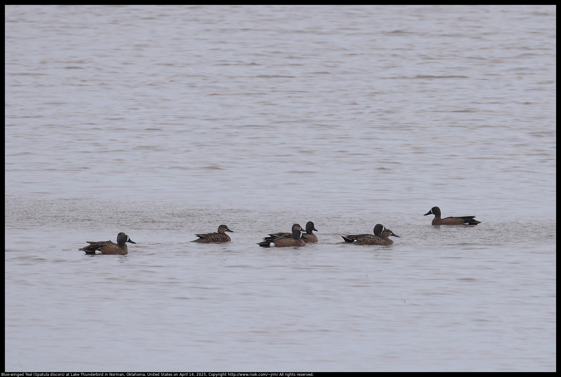 Blue-winged Teal (Spatula discors) at Lake Thunderbird in Norman, Oklahoma, United States on April 14, 2025
