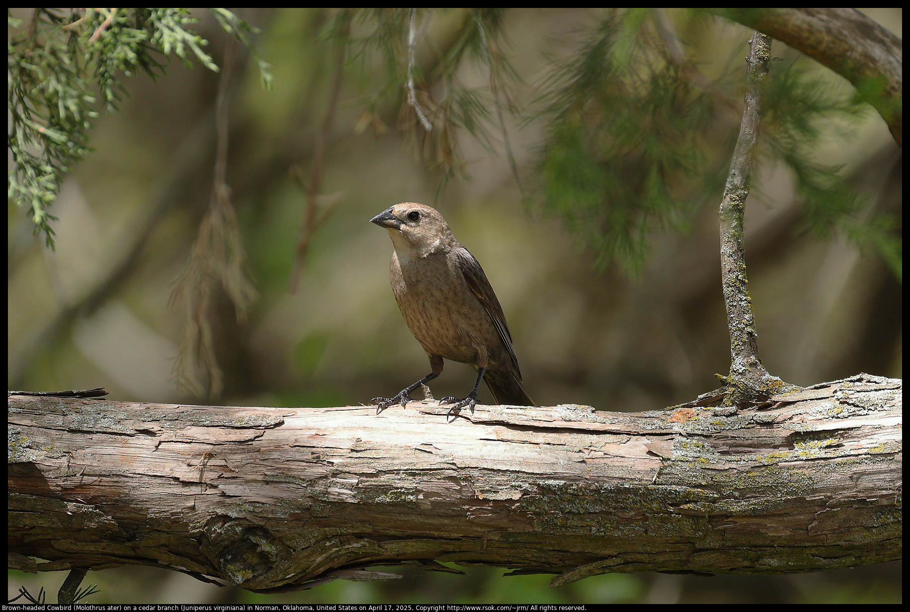 Brown-headed Cowbird (Molothrus ater) on a cedar branch (Juniperus virginiana) in Norman, Oklahoma, United States on April 17, 2025