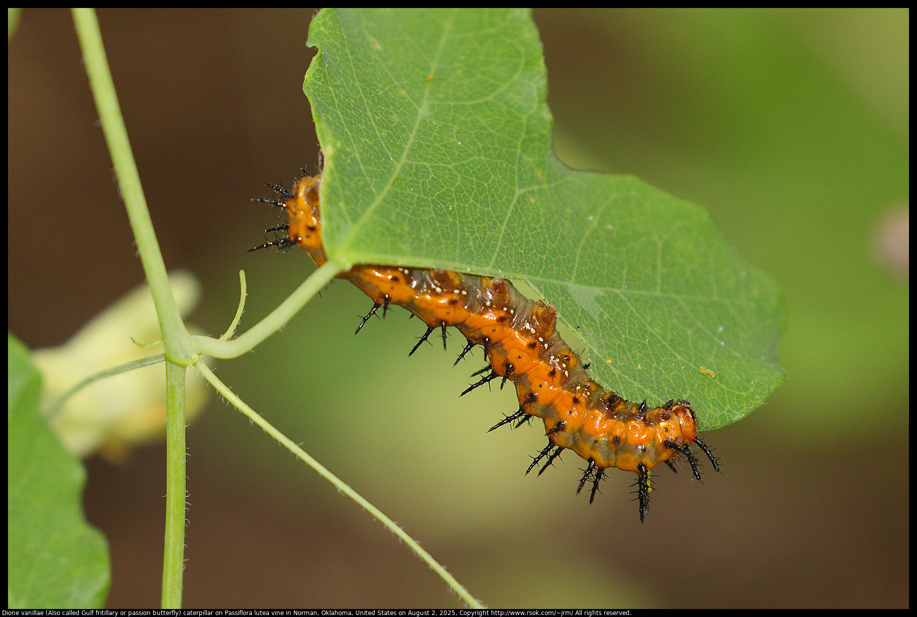 Dione vanillae (Also called Gulf fritillary or passion butterfly) caterpillar on Passiflora lutea vine in Norman, Oklahoma, United States on August 2, 2025