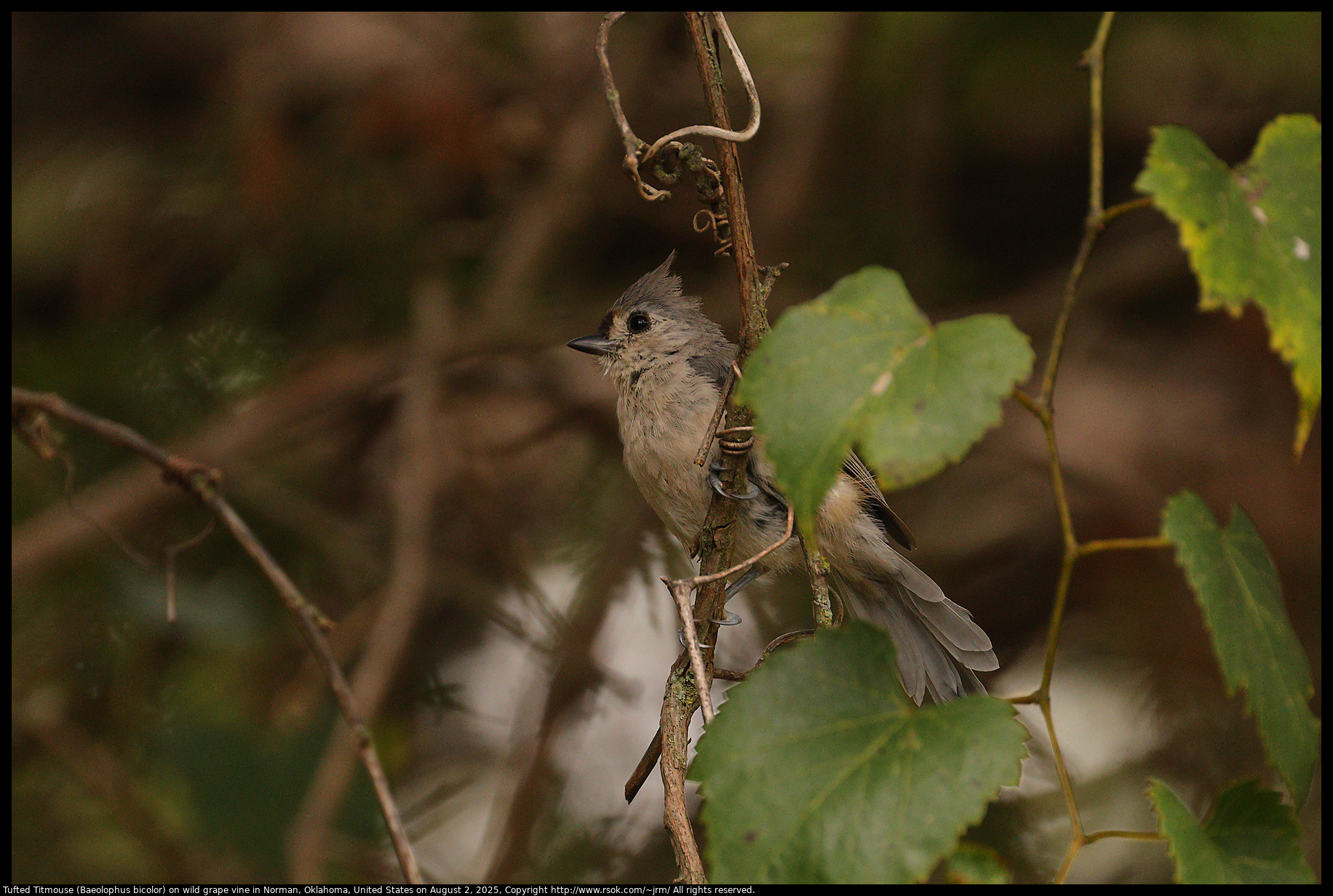 Tufted Titmouse (Baeolophus bicolor) on wild grape vine in Norman, Oklahoma, United States on August 2, 2025