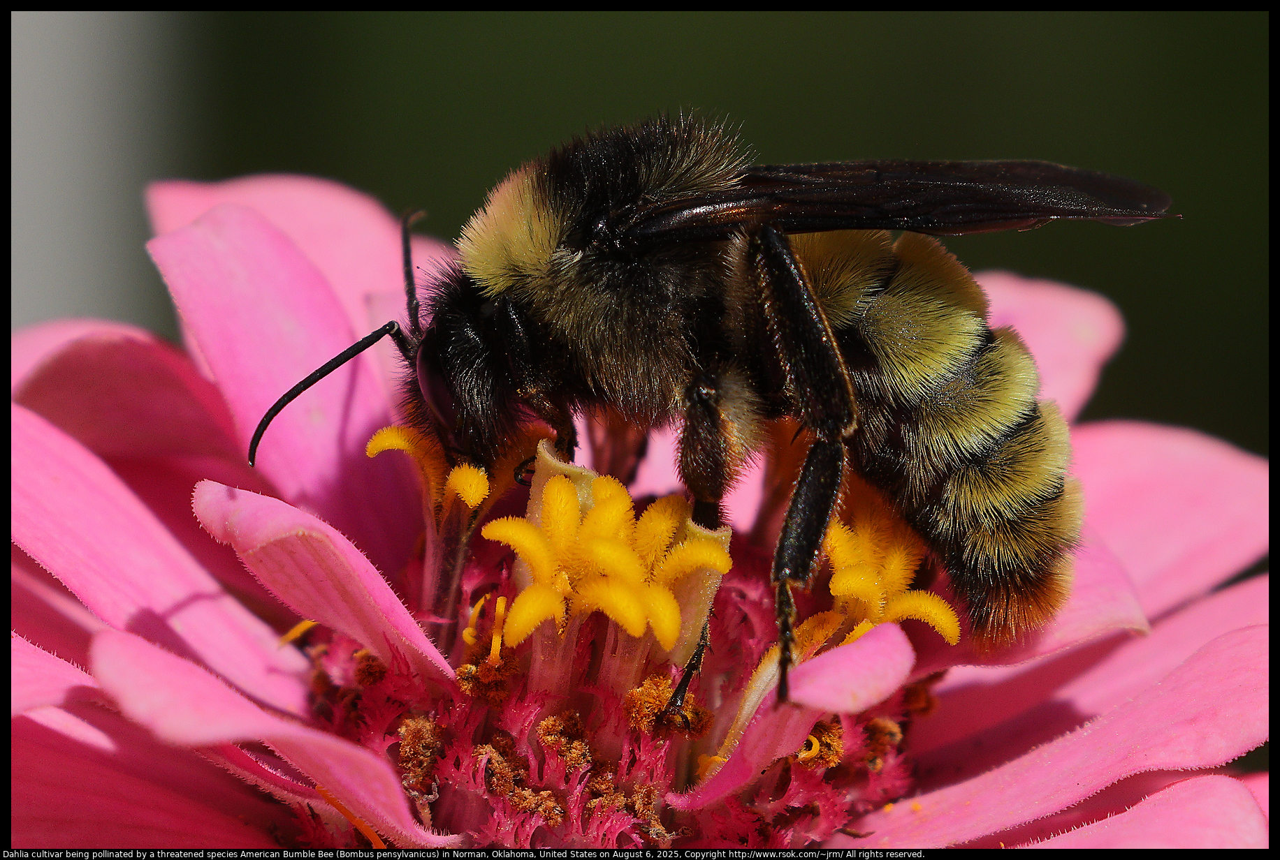 Dahlia cultivar being pollinated by a threatened species American Bumble Bee (Bombus pensylvanicus) in Norman, Oklahoma, United States on August 6, 2025