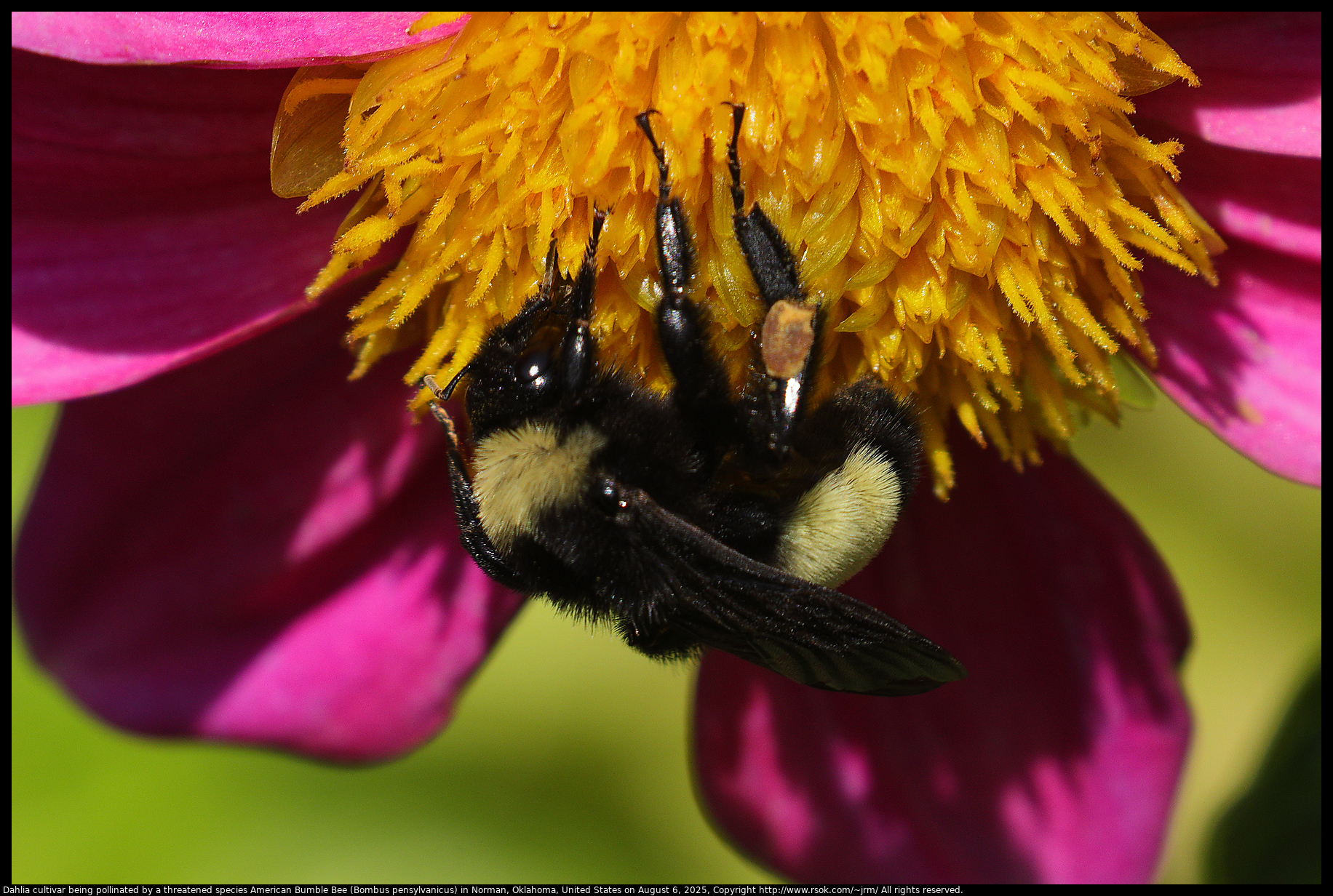 Dahlia cultivar being pollinated by a threatened species American Bumble Bee (Bombus pensylvanicus) in Norman, Oklahoma, United States on August 6, 2025