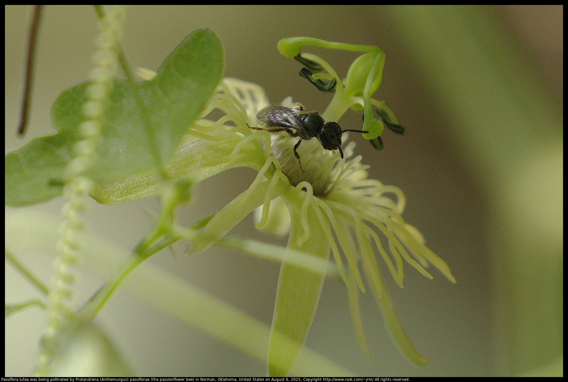 Passiflora lutea was being pollinated by Protandrena (Anthemurgus) passiflorae (the passionflower bee) in Norman, Oklahoma, United States on August 6, 2025
