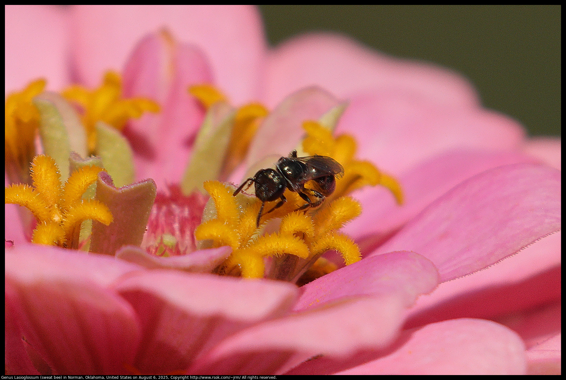 Genus Lasioglossum (sweat bee) in Norman, Oklahoma, United States on August 6, 2025