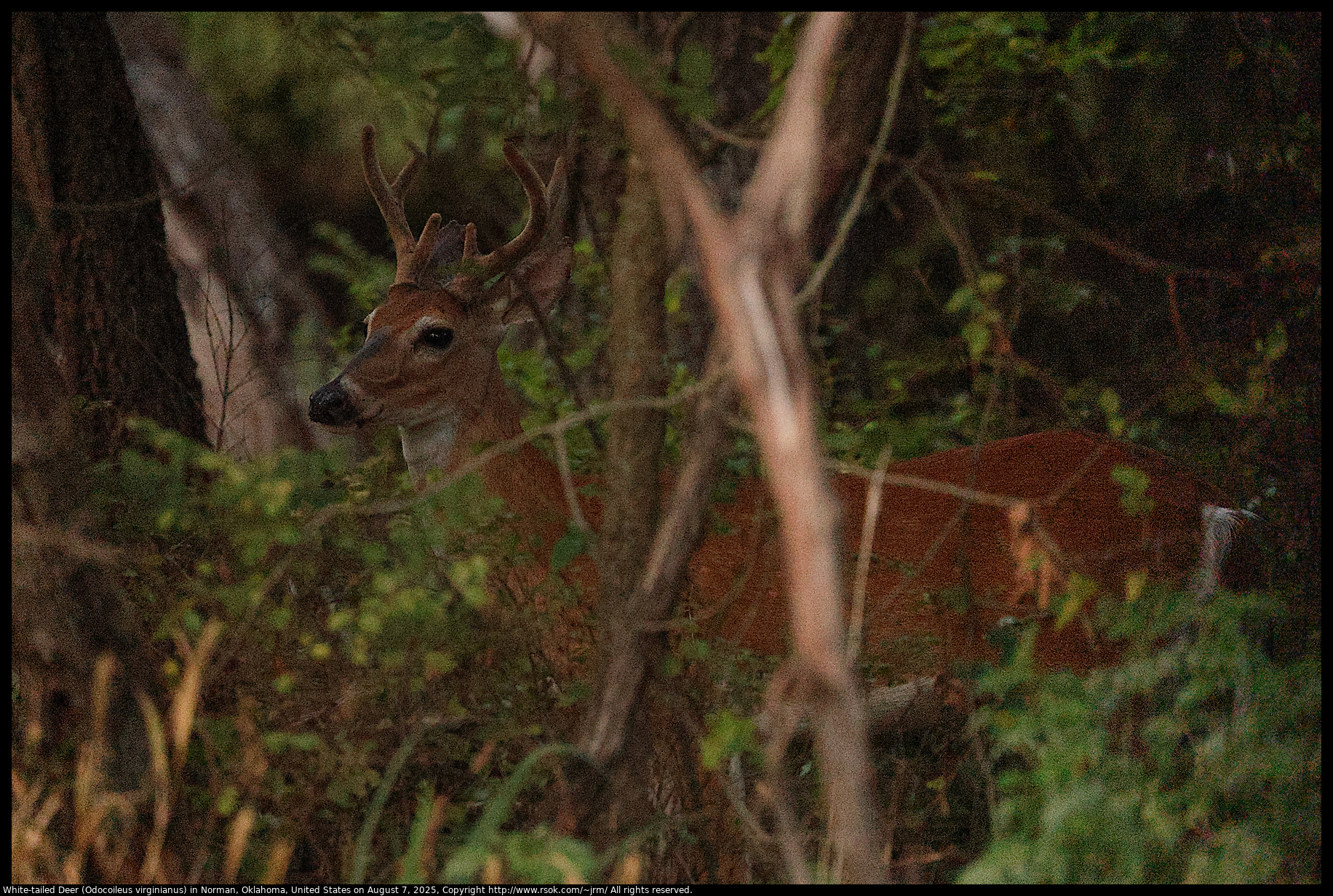 White-tailed Deer (Odocoileus virginianus) in Norman, Oklahoma, United States on August 7, 2025