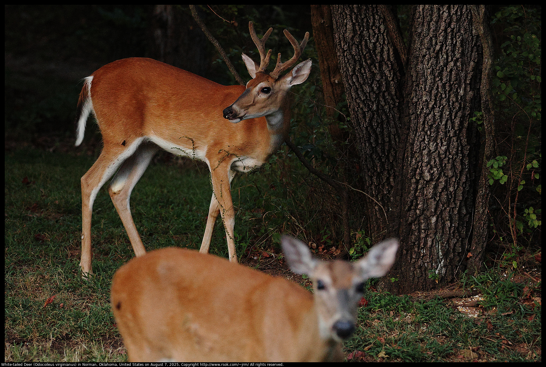 White-tailed Deer (Odocoileus virginianus) after sunset in Norman, Oklahoma, United States on August 7, 2025