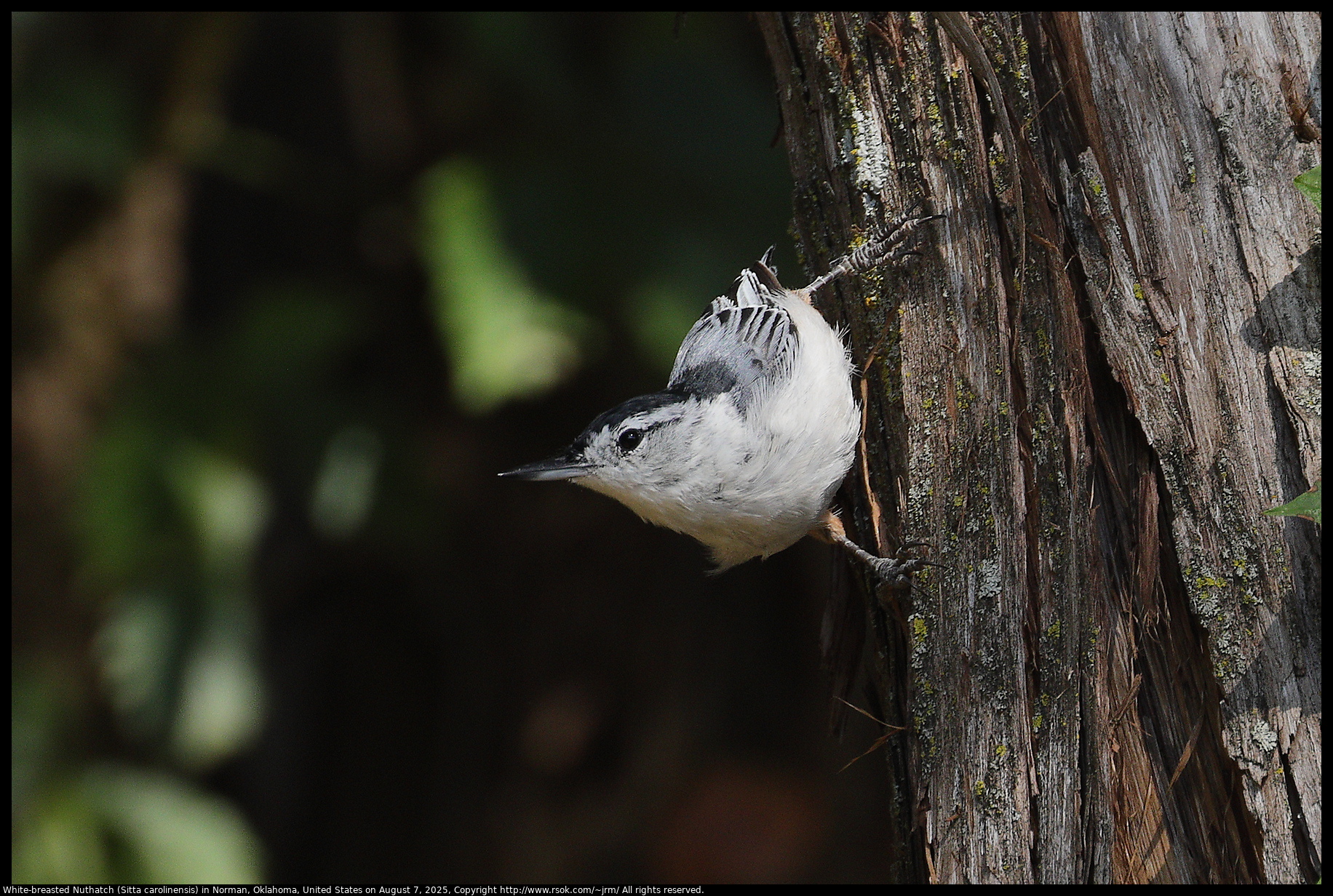 White-breasted Nuthatch (Sitta carolinensis) in Norman, Oklahoma, United States on August 7, 2025