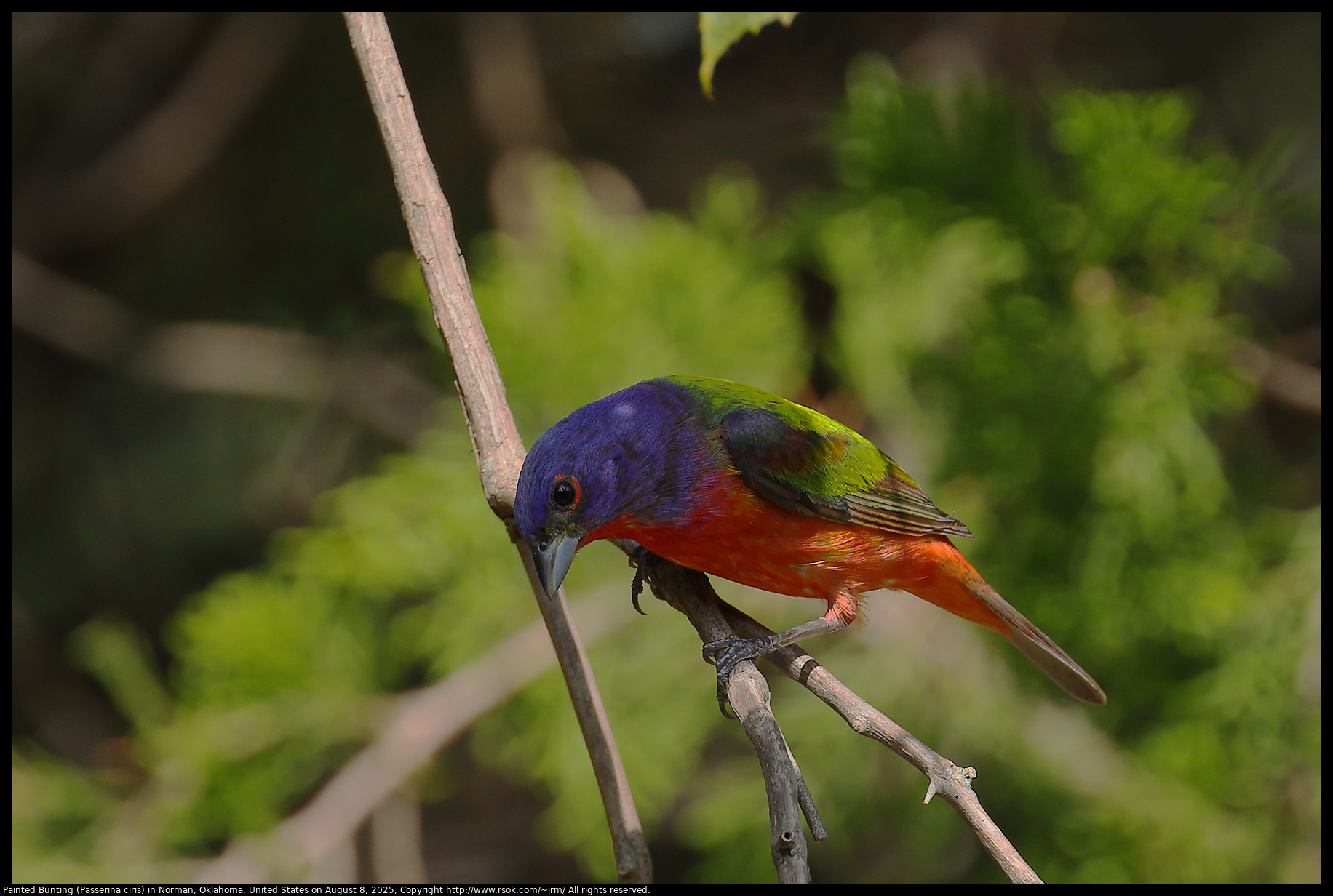 Painted Bunting (Passerina ciris) in Norman, Oklahoma, United States on August 8, 2025