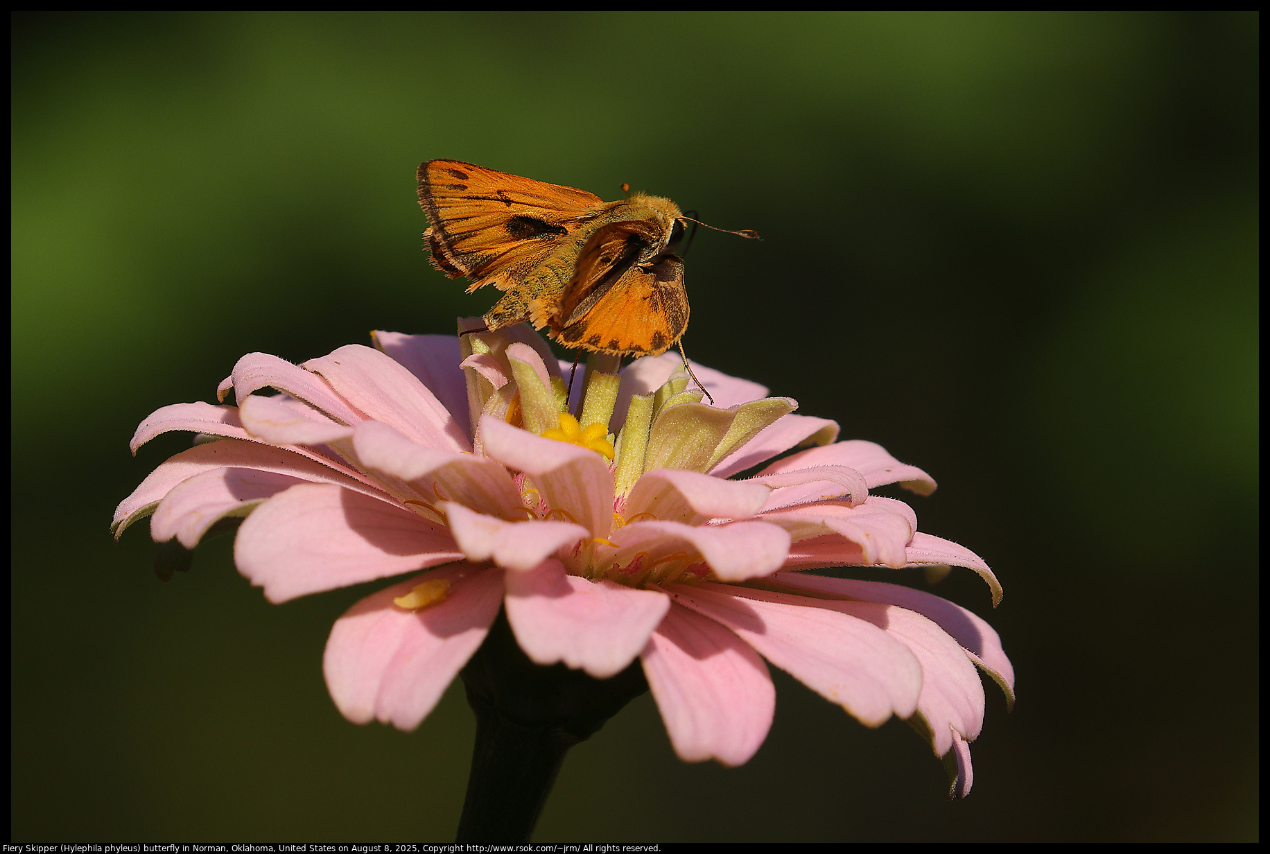 Fiery Skipper (Hylephila phyleus) butterfly in Norman, Oklahoma, United States on August 8, 2025