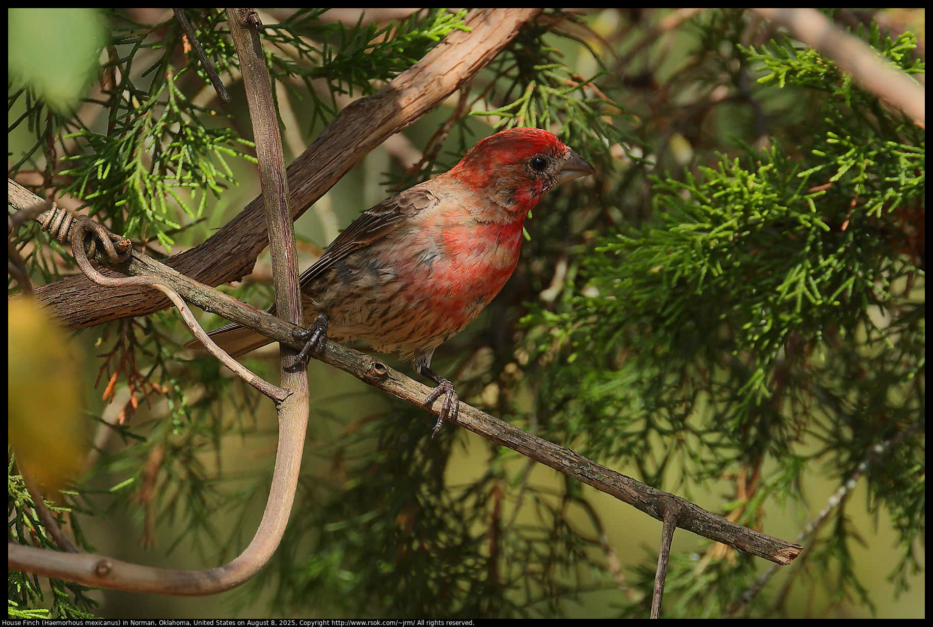 2025aug08_finch_IMG_4397c.House Finch (Haemorhous mexicanus) in Norman, Oklahoma, United States on August 8, 2025