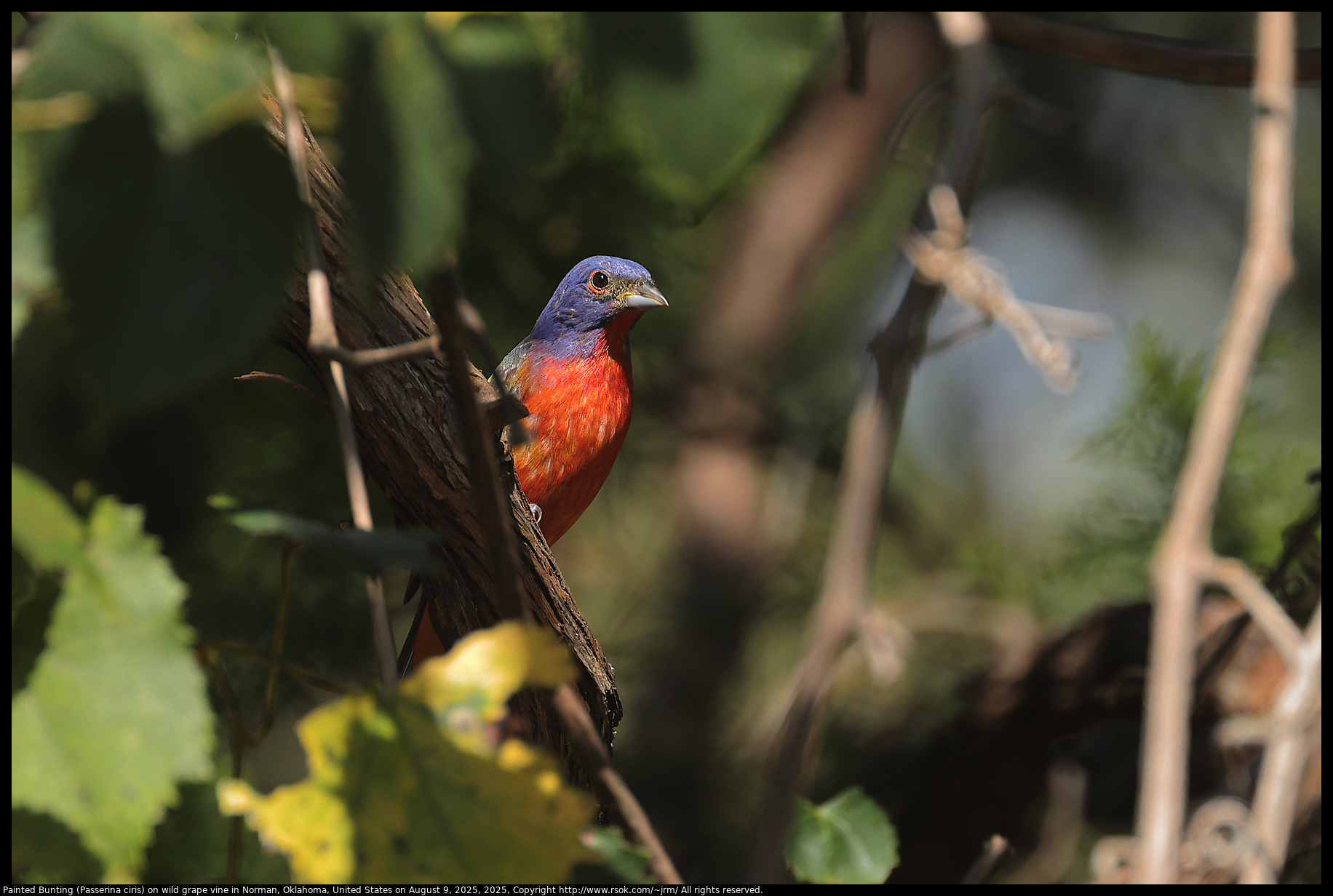 Painted Bunting (Passerina ciris) on wild grape vine in Norman, Oklahoma, United States on August 9, 2025