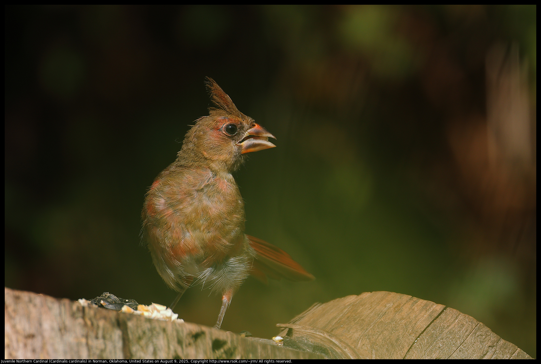 Juvenile Northern Cardinal (Cardinalis cardinalis) in Norman, Oklahoma, United States on August 9, 2025