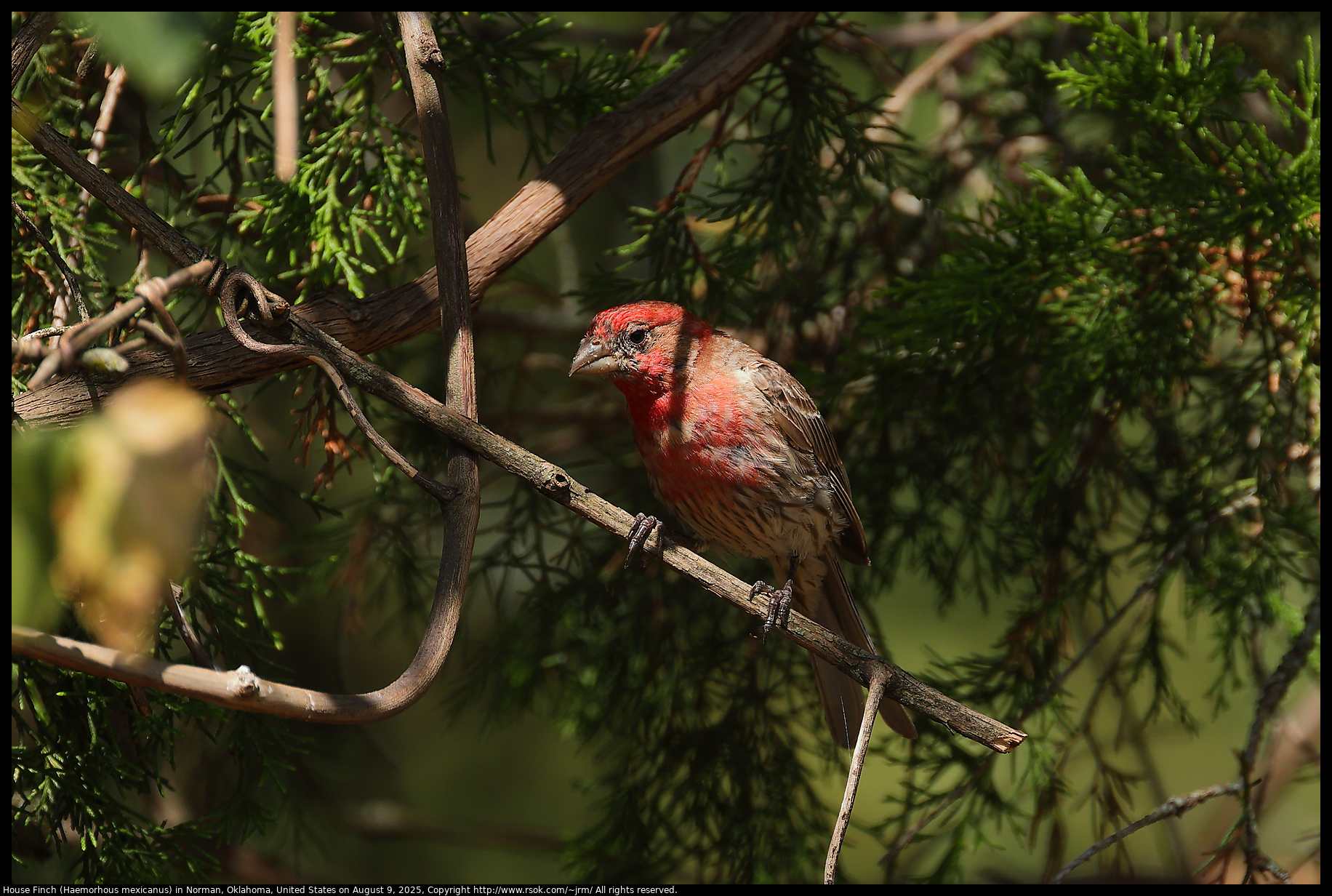 House Finch (Haemorhous mexicanus) in Norman, Oklahoma, United States on August 9, 2025