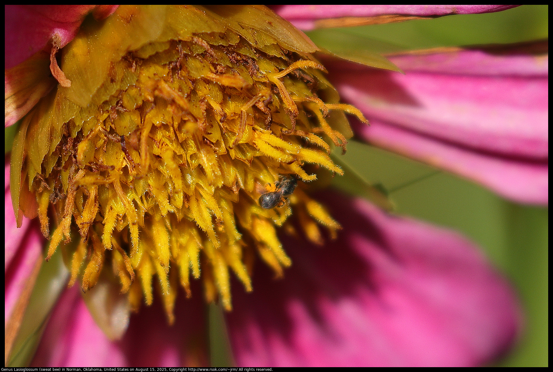 Genus Lasioglossum (sweat bee) in Norman, Oklahoma, United States on August 15, 2025