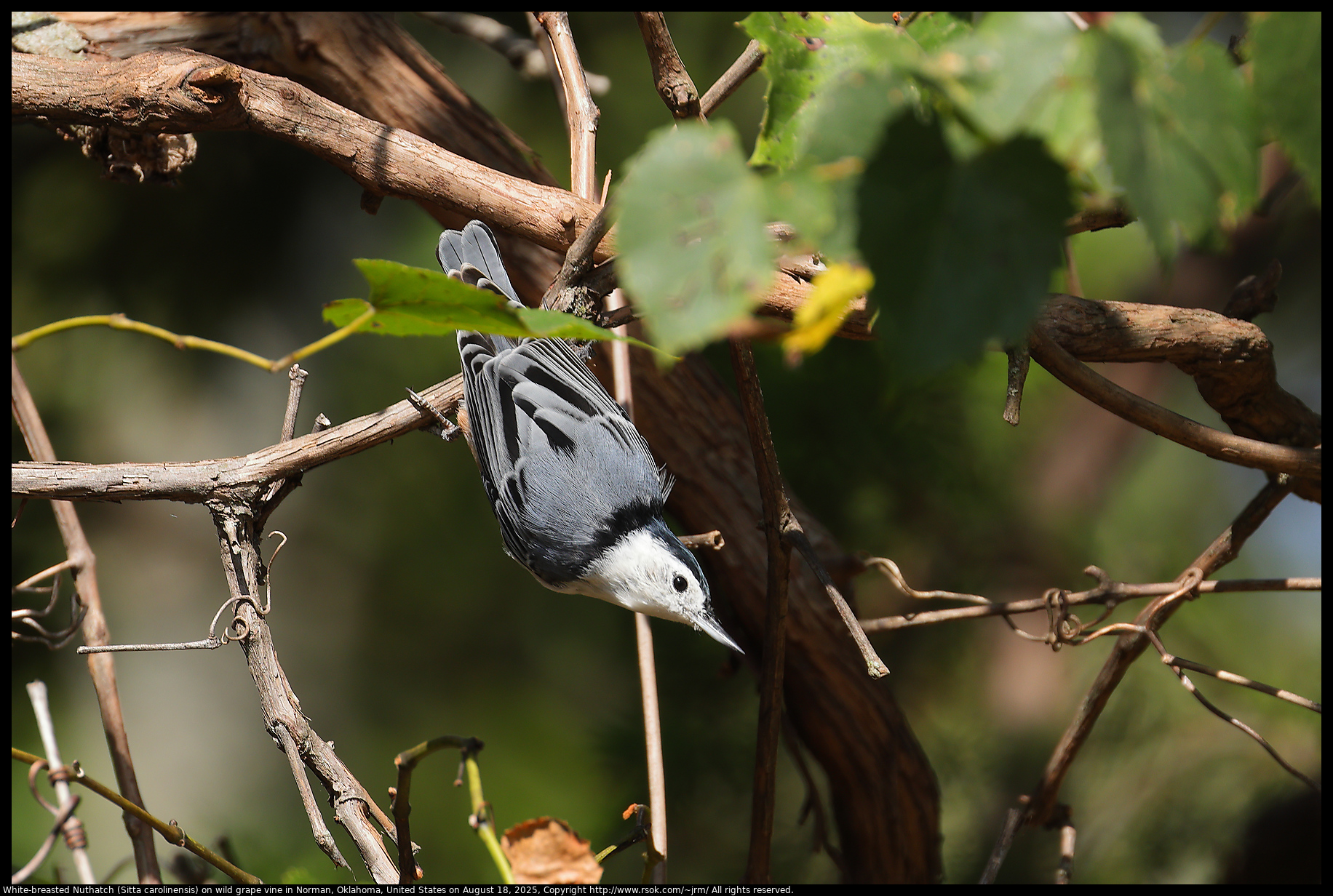 White-breasted Nuthatch (Sitta carolinensis) on wild grape vine in Norman, Oklahoma, United States on August 18, 2025