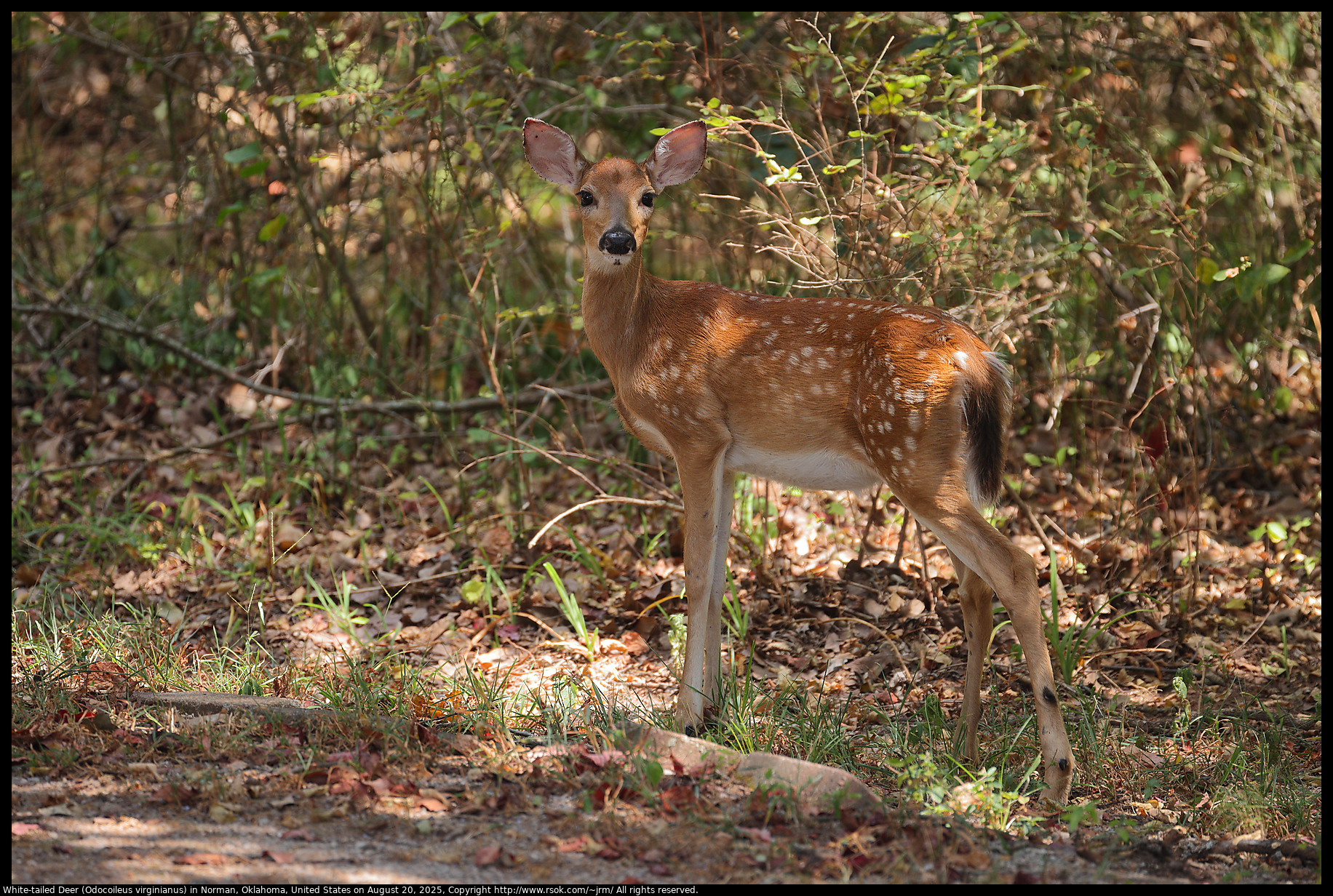 White-tailed Deer (Odocoileus virginianus) in Norman, Oklahoma, United States on August 20, 2025