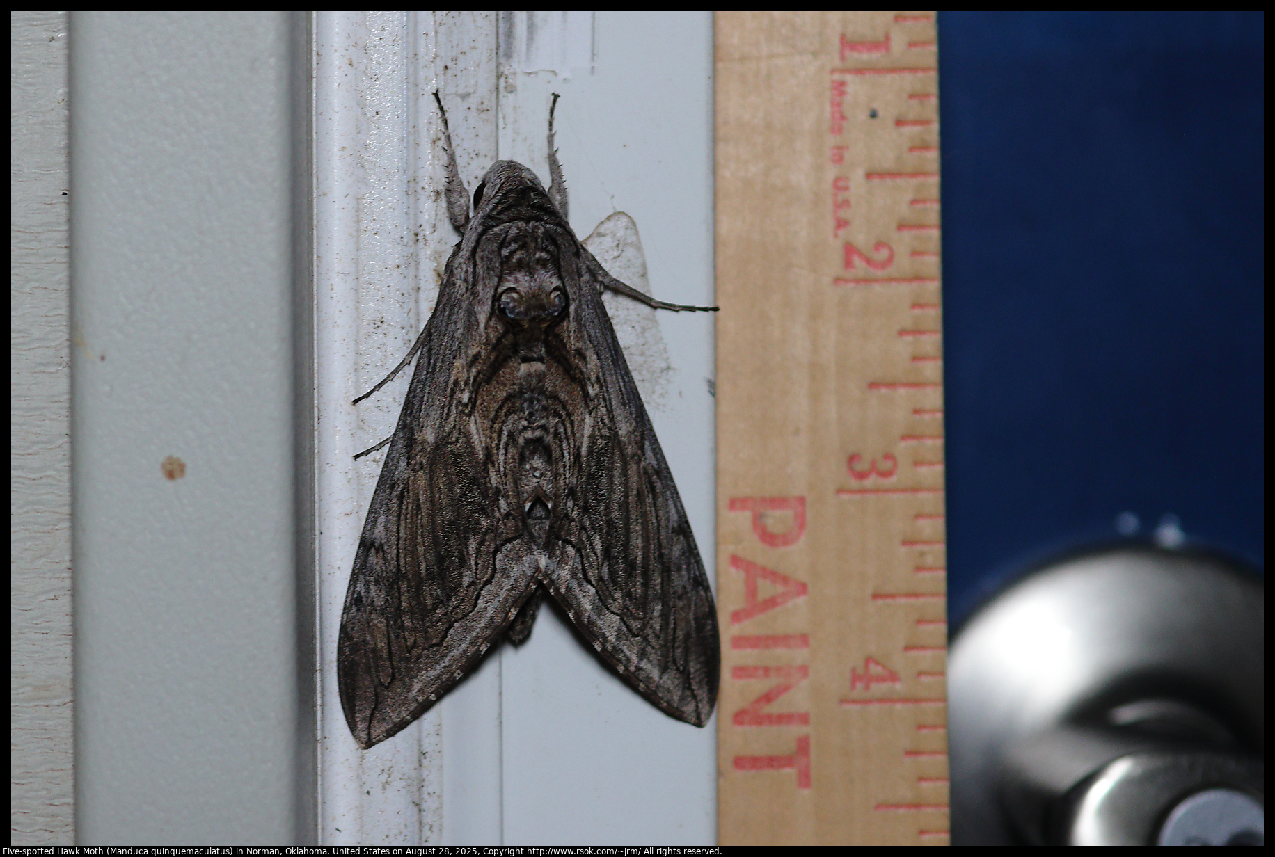 Five-spotted Hawk Moth (Manduca quinquemaculatus) in Norman, Oklahoma, United States on August 28, 2025