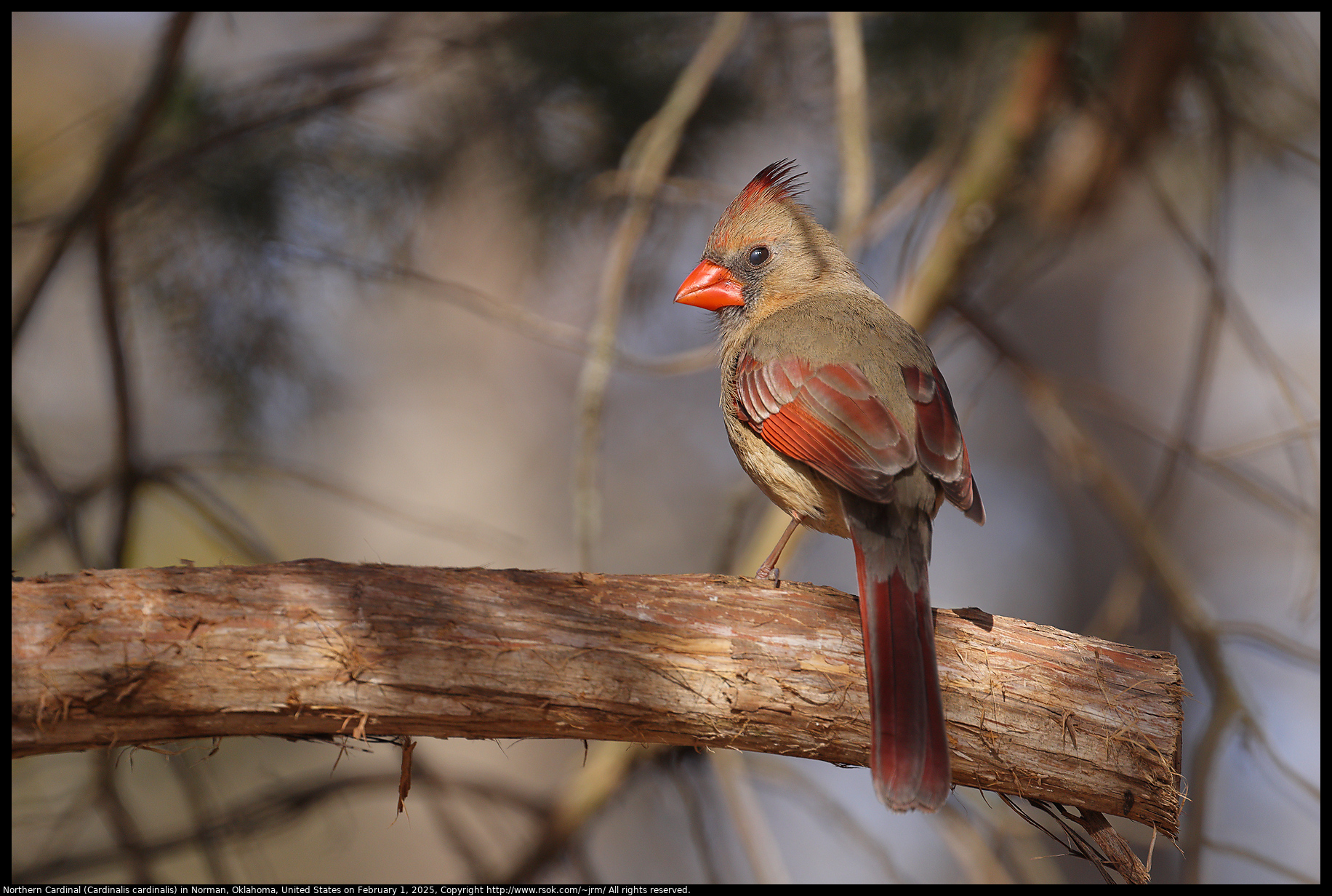 Northern Cardinal (Cardinalis cardinalis) in Norman, Oklahoma, United States on February 1, 2025