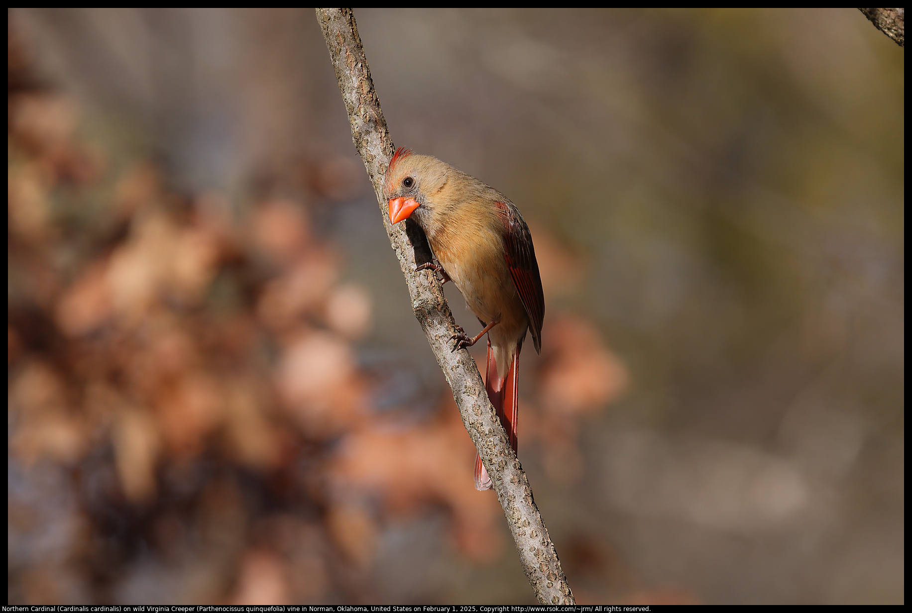 Northern Cardinal (Cardinalis cardinalis) on wild Virginia Creeper (Parthenocissus quinquefolia) vine in Norman, Oklahoma, United States on February 1, 2025