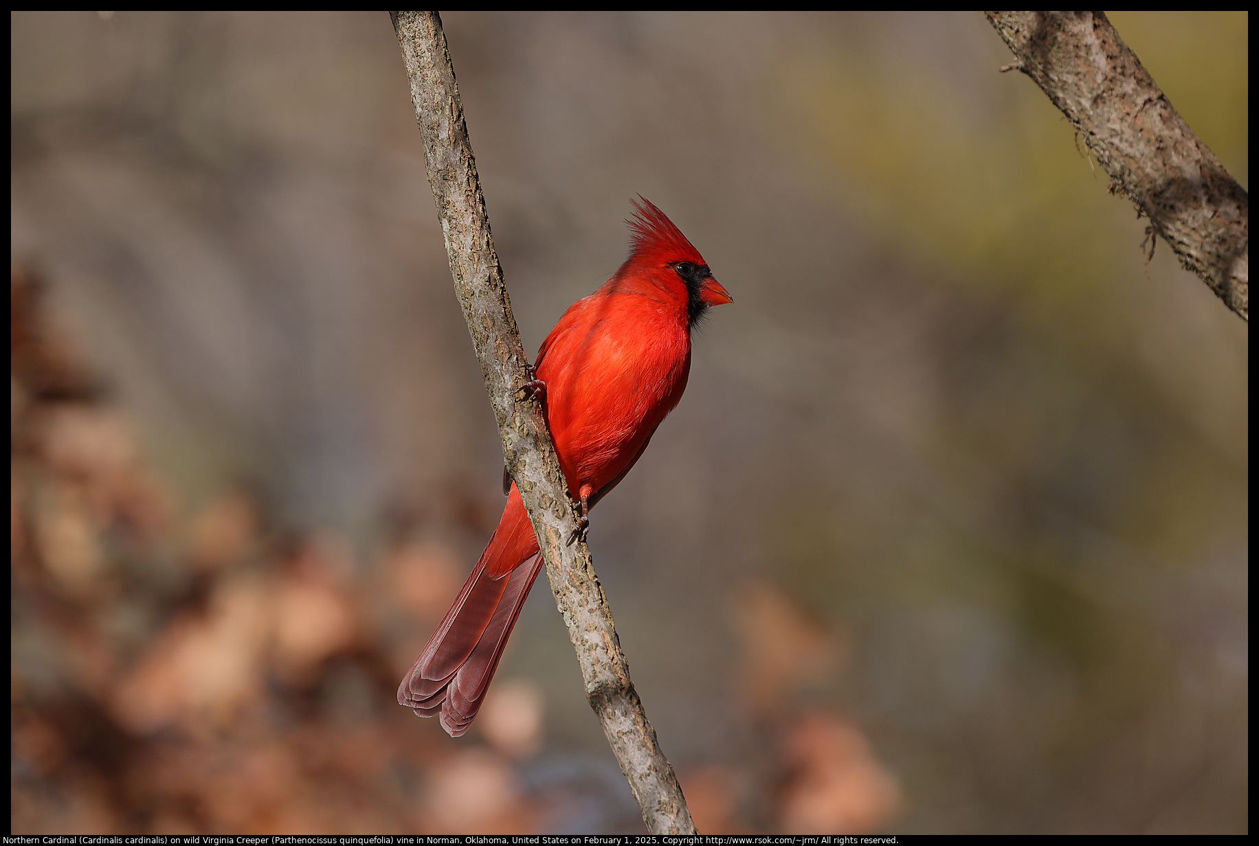 Northern Cardinal (Cardinalis cardinalis) on wild Virginia Creeper (Parthenocissus quinquefolia) vine in Norman, Oklahoma, United States on February 1, 2025