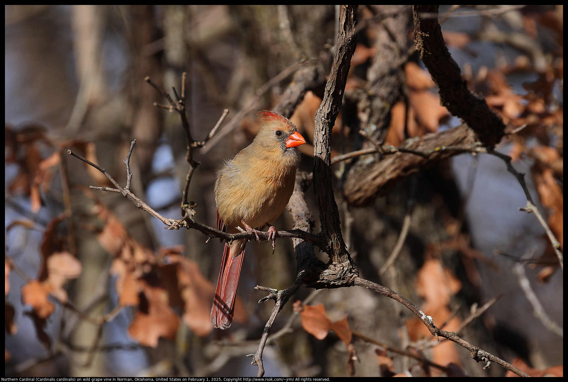 Northern Cardinal (Cardinalis cardinalis) on wild grape vine in Norman, Oklahoma, United States on February 1, 2025