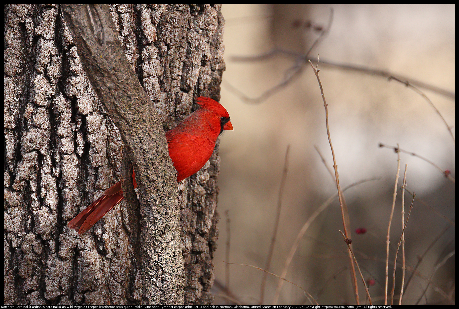 Northern Cardinal (Cardinalis cardinalis) on wild Virginia Creeper (Parthenocissus quinquefolia) vine near Symphoricarpos orbiculatus and oak in Norman, Oklahoma, United States on February 2, 2025