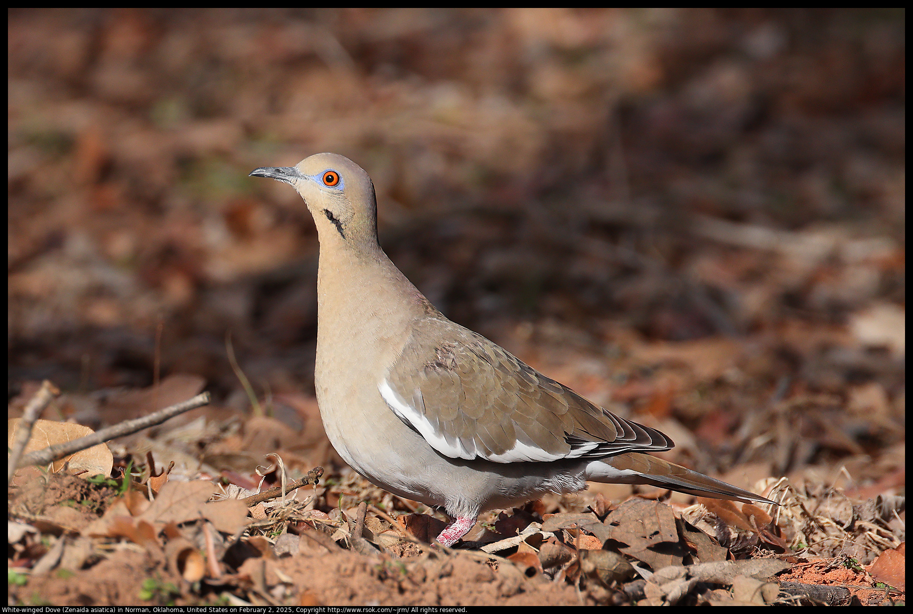 White-winged Dove (Zenaida asiatica) in Norman, Oklahoma, United States on February 2, 2025