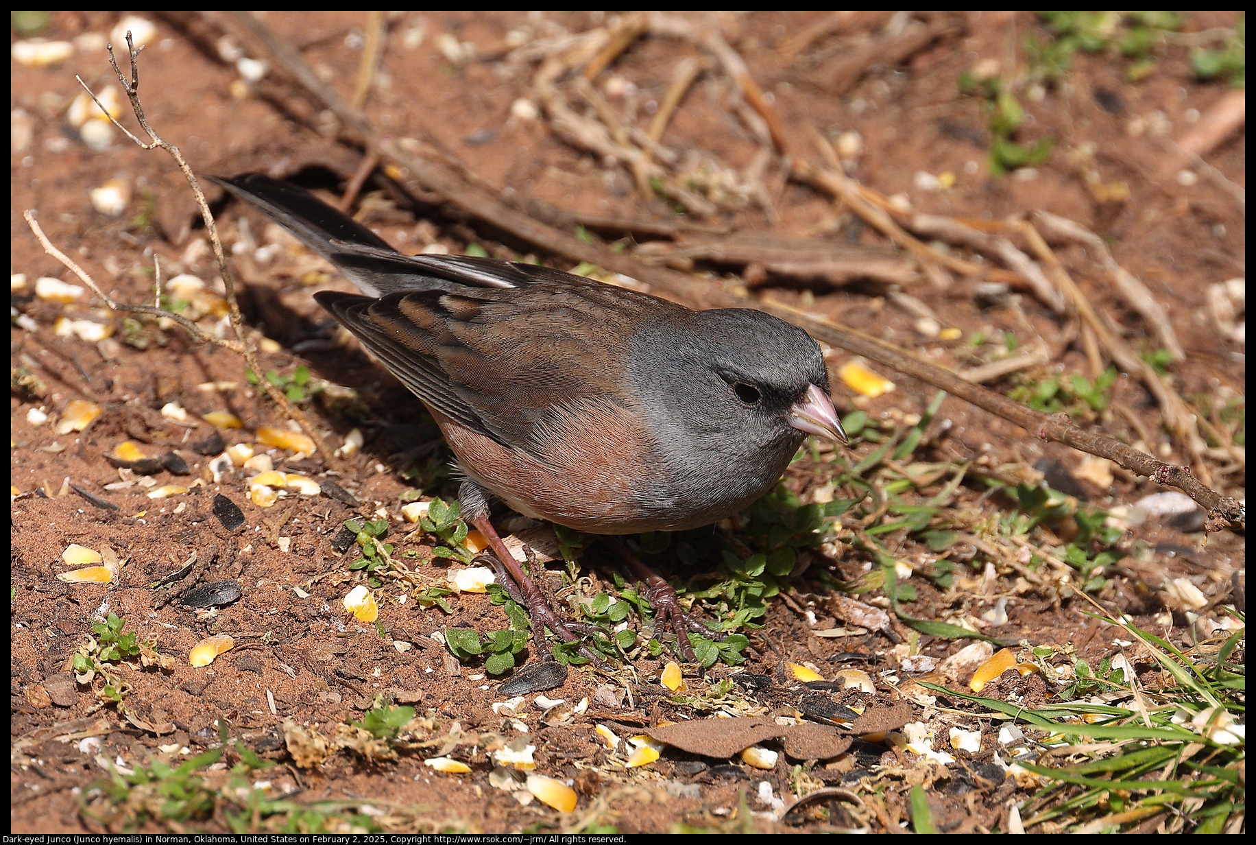 Dark-eyed Junco (Junco hyemalis) in Norman, Oklahoma, United States on February 2, 2025
