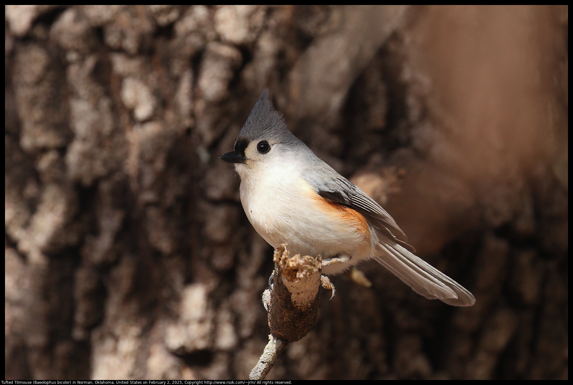 Tufted Titmouse (Baeolophus bicolor) in Norman, Oklahoma, United States on February 2, 2025