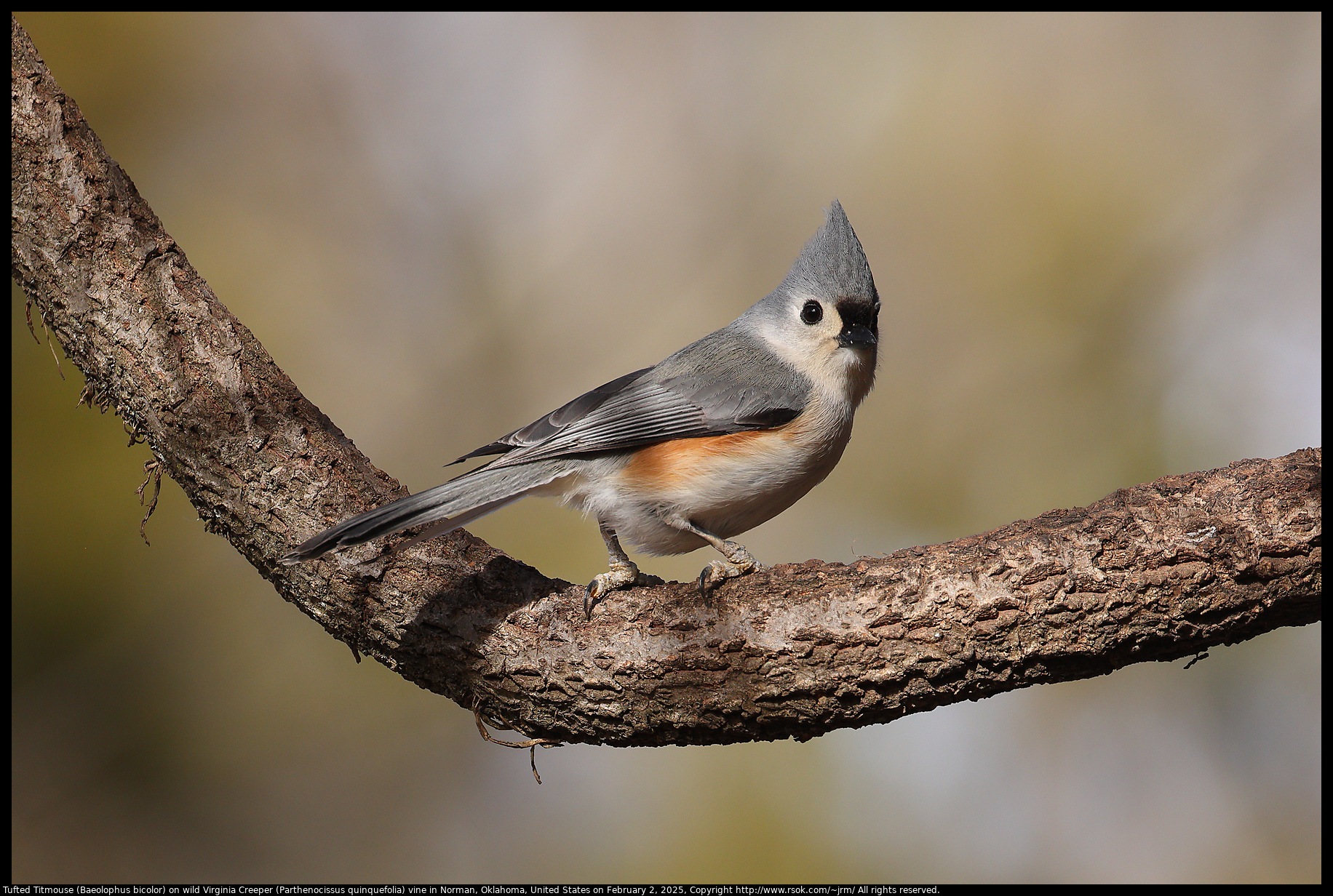 Tufted Titmouse (Baeolophus bicolor) on wild Virginia Creeper (Parthenocissus quinquefolia) vine in Norman, Oklahoma, United States on February 2, 2025