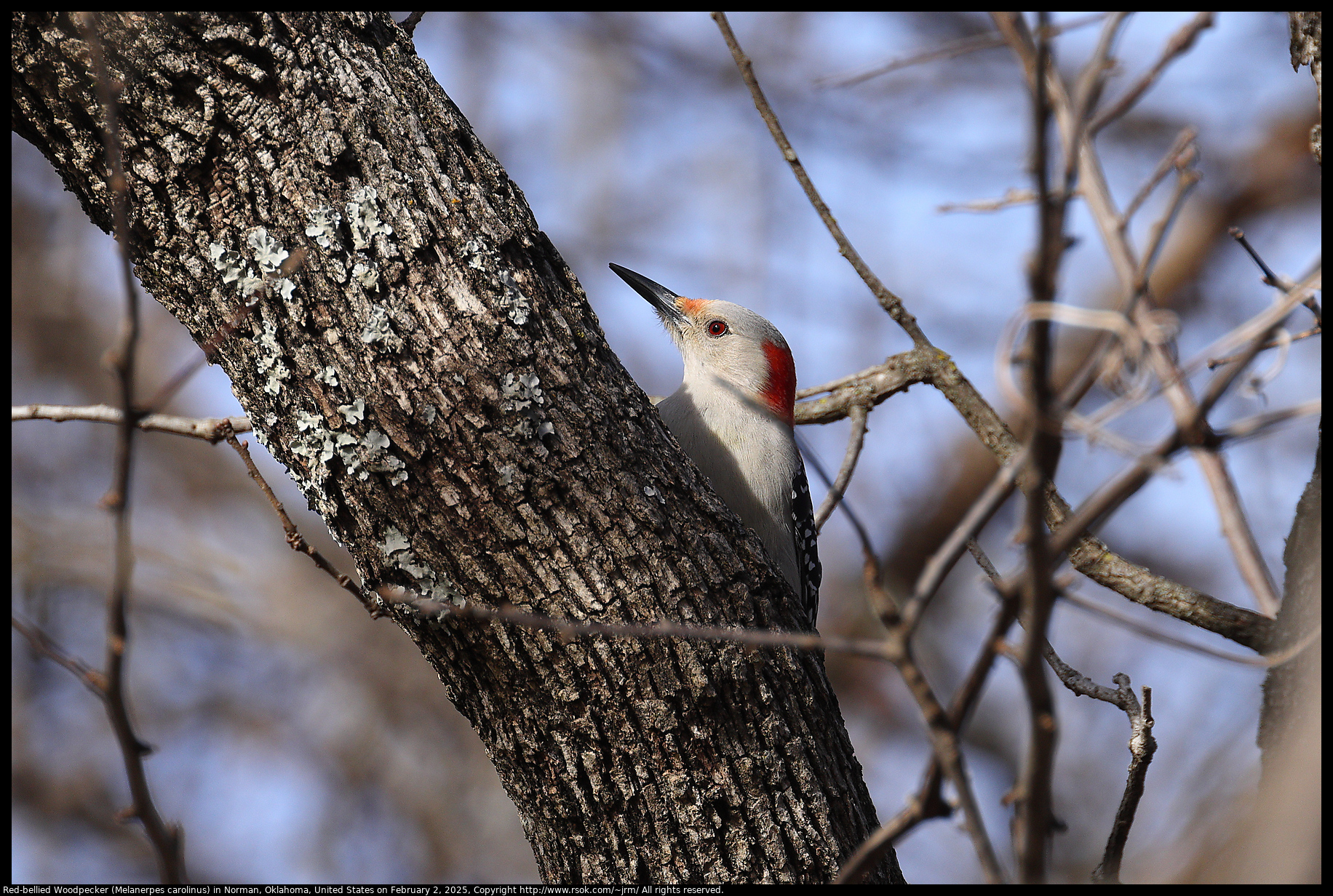 Red-bellied Woodpecker (Melanerpes carolinus) in Norman, Oklahoma, United States on February 2, 2025