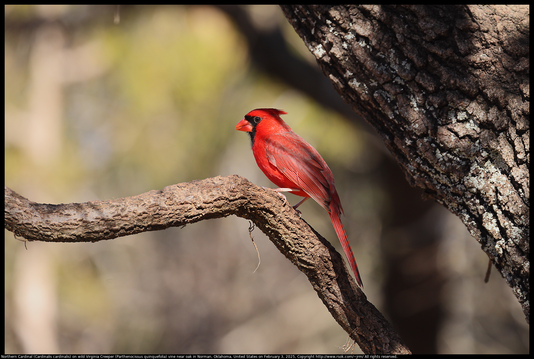 Northern Cardinal (Cardinalis cardinalis) on wild Virginia Creeper (Parthenocissus quinquefolia) vine near oak in Norman, Oklahoma, United States on February 3, 2025