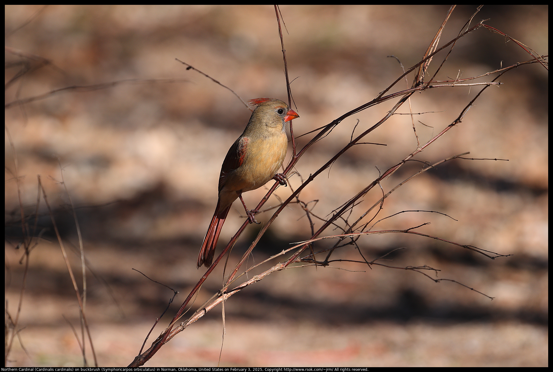 Northern Cardinal (Cardinalis cardinalis) on buckbrush (Symphoricarpos orbiculatus) in Norman, Oklahoma, United States on February 3, 2025
