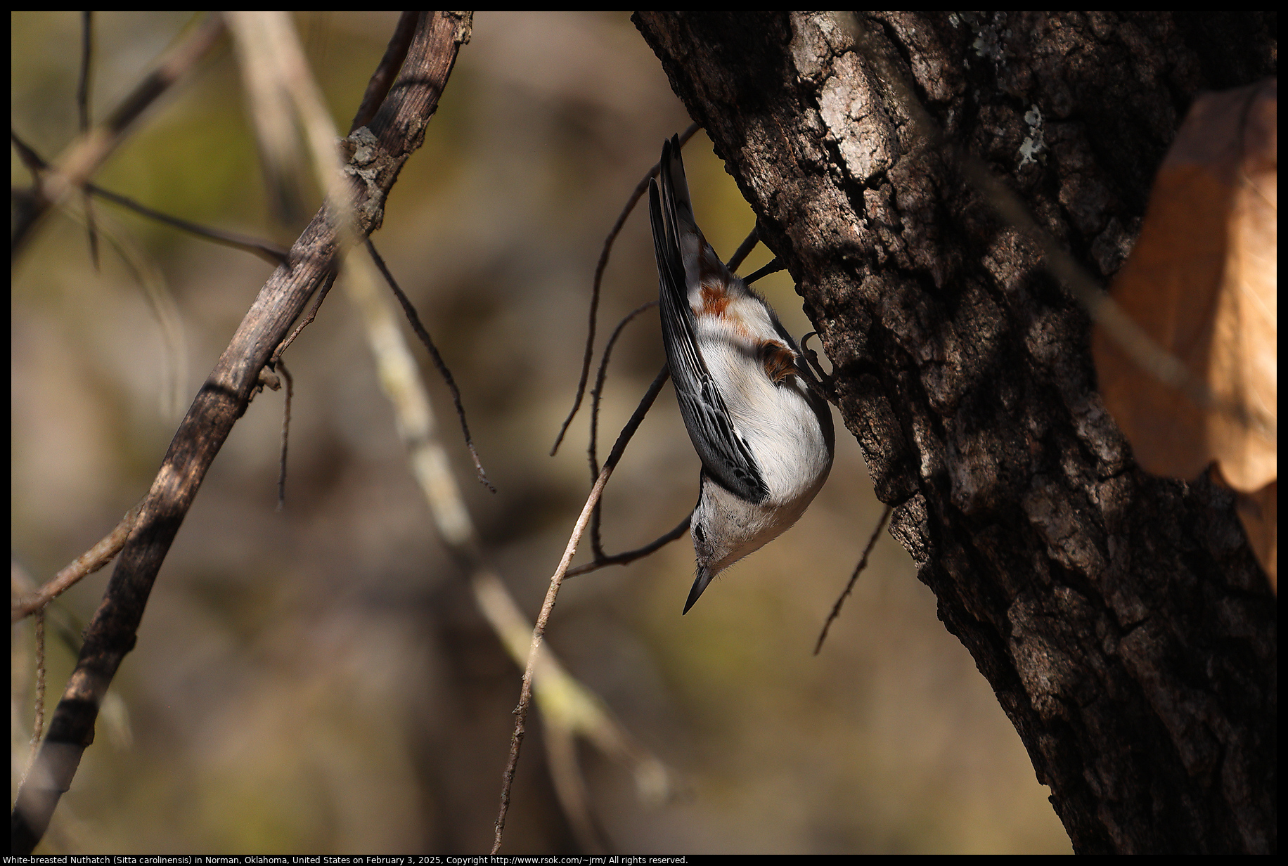 White-breasted Nuthatch (Sitta carolinensis) in Norman, Oklahoma, United States on February 3, 2025