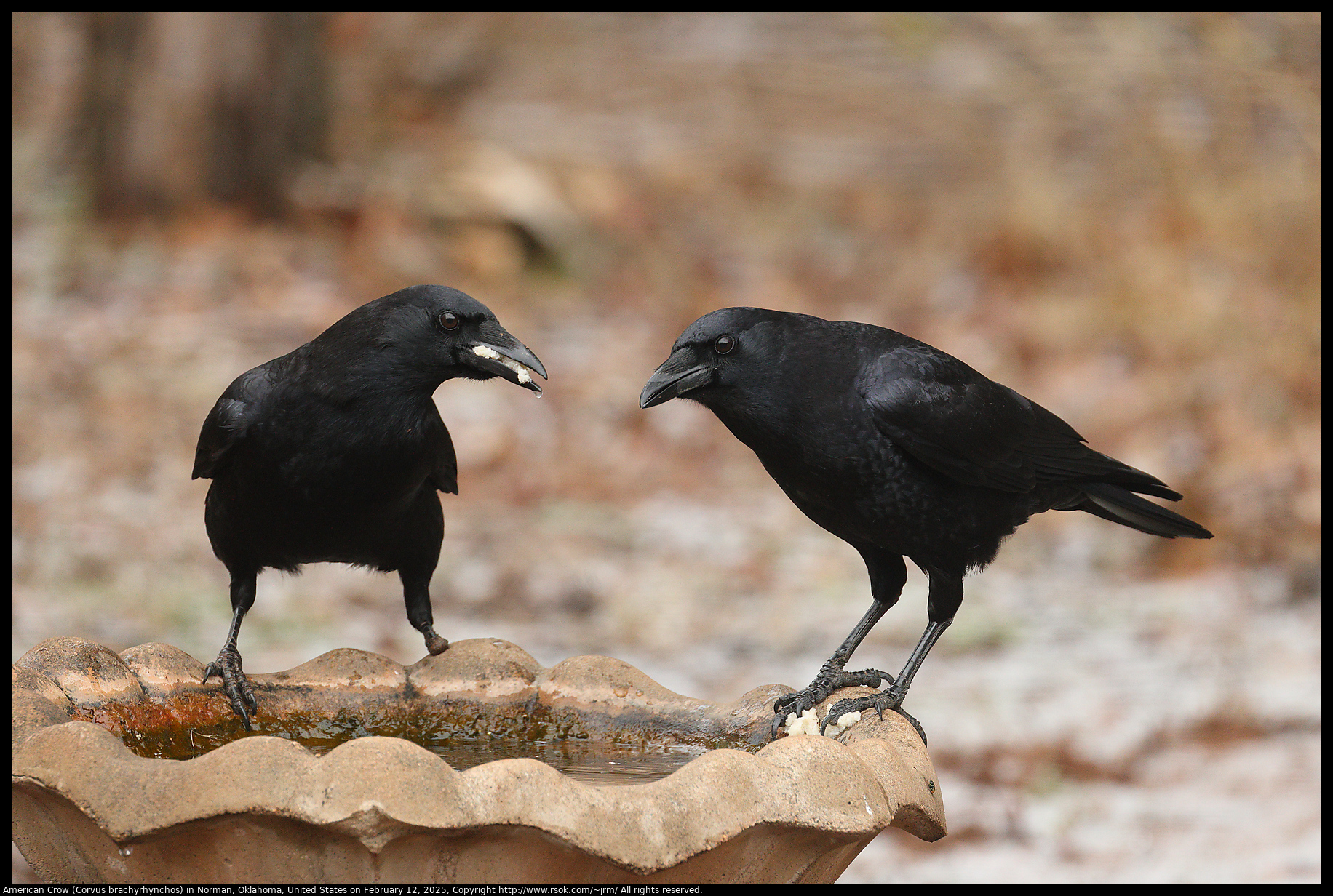 American Crow (Corvus brachyrhynchos) in Norman, Oklahoma, United States on February 12, 2025