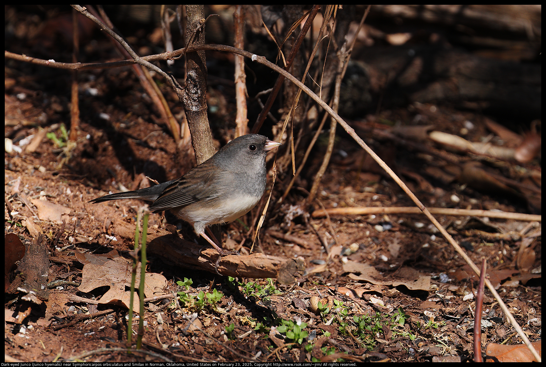 Dark-eyed Junco (Junco hyemalis) near Symphoricarpos orbiculatus and Smilax in Norman, Oklahoma, United States on February 23, 2025