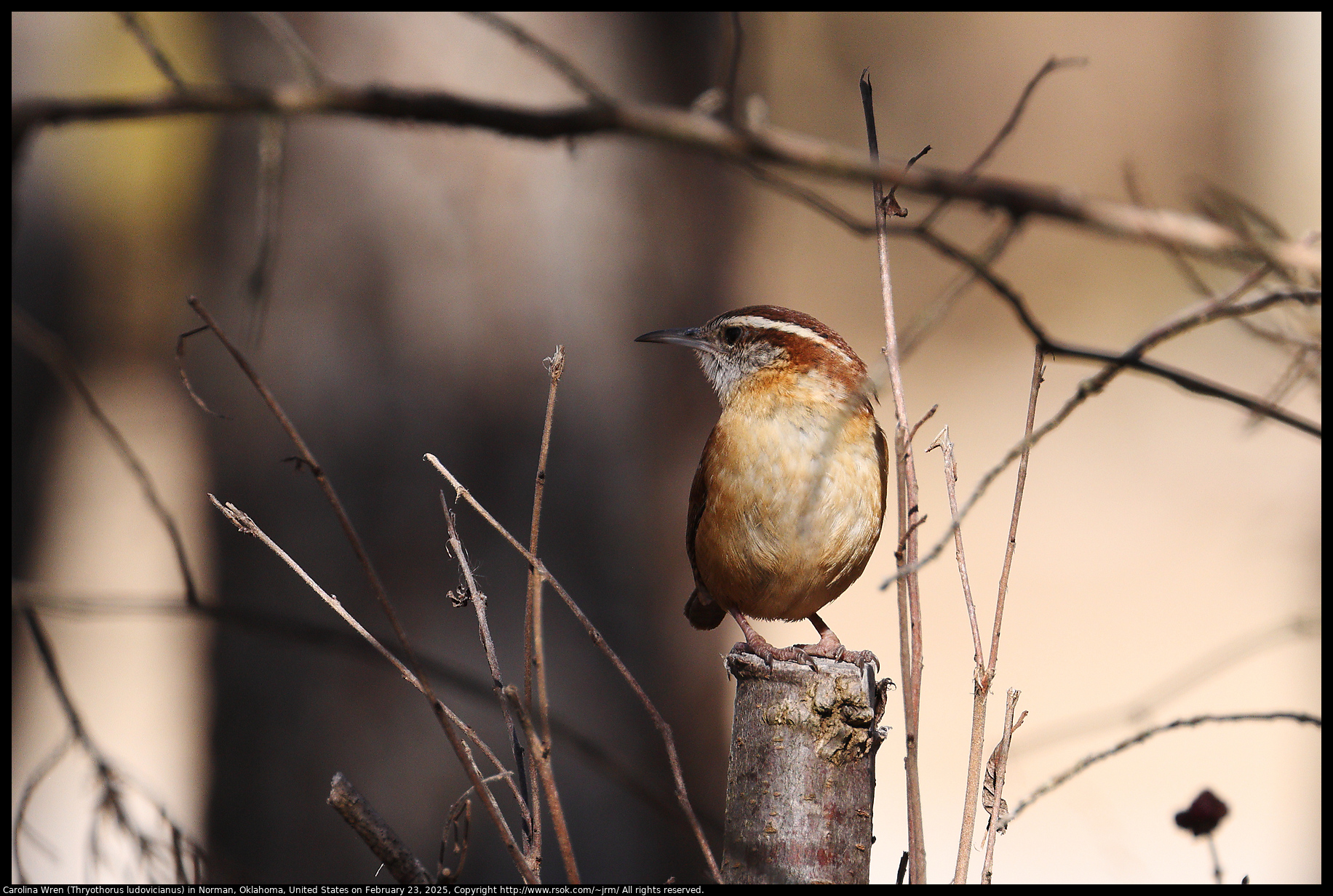Carolina Wren (Thryothorus ludovicianus) in Norman, Oklahoma, United States on February 23, 2025
