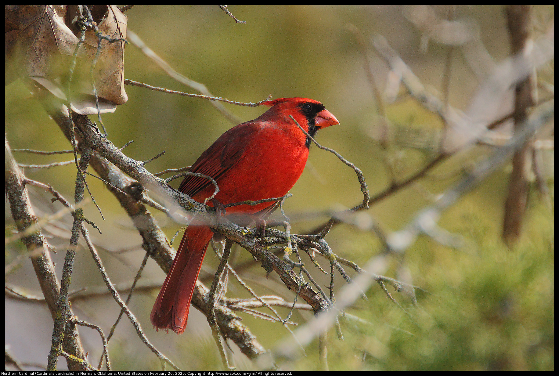 Northern Cardinal (Cardinalis cardinalis) in Norman, Oklahoma, United States on February 26, 2025