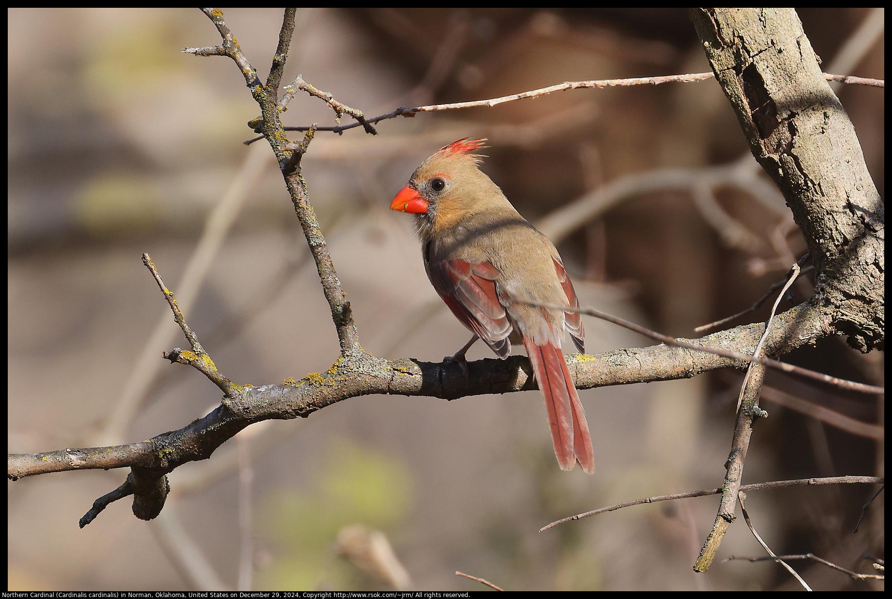 Northern Cardinal (Cardinalis cardinalis) in Norman, Oklahoma, United States on December 29, 2024